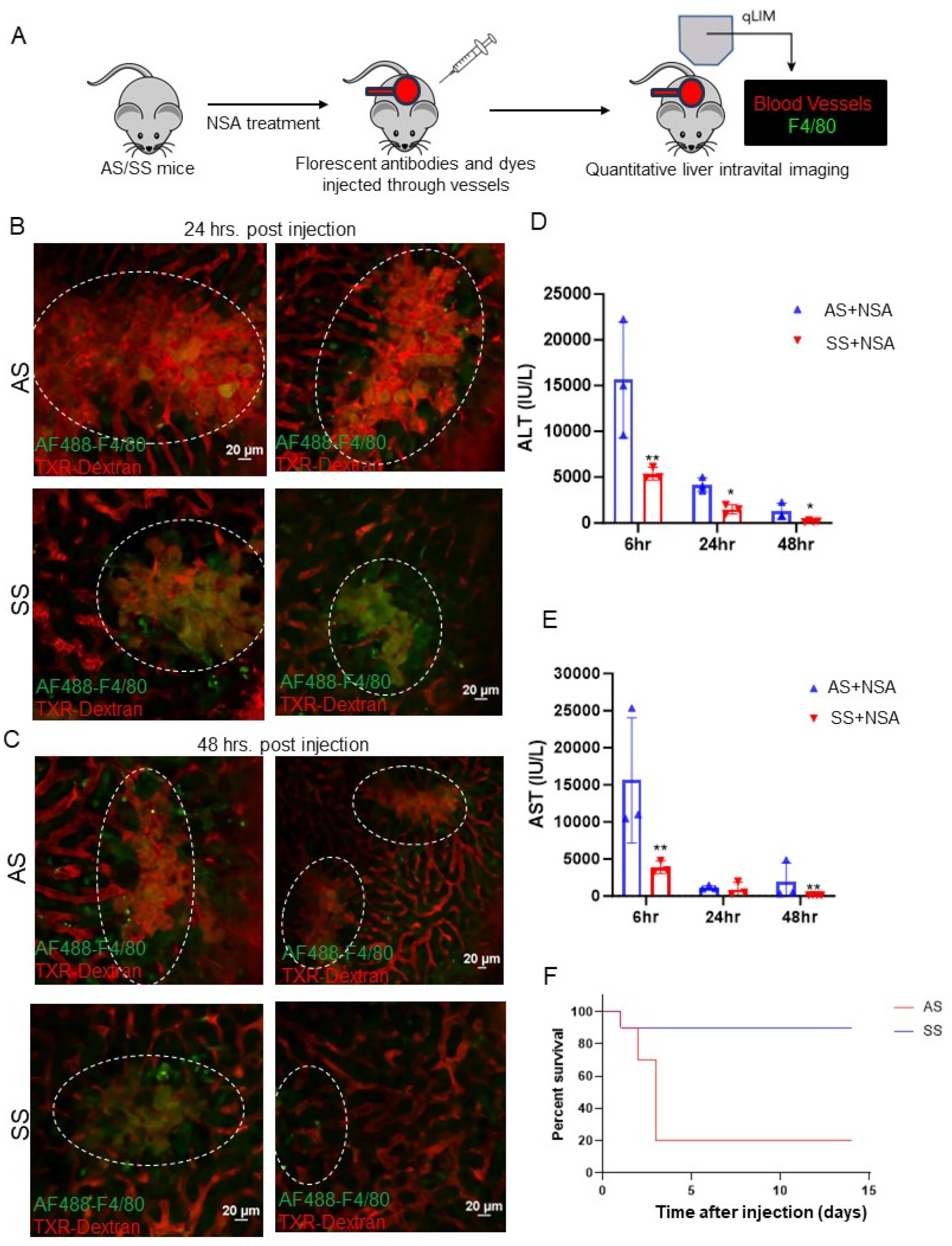 Cells 14 00194 g001 Cells 14 00194 g001