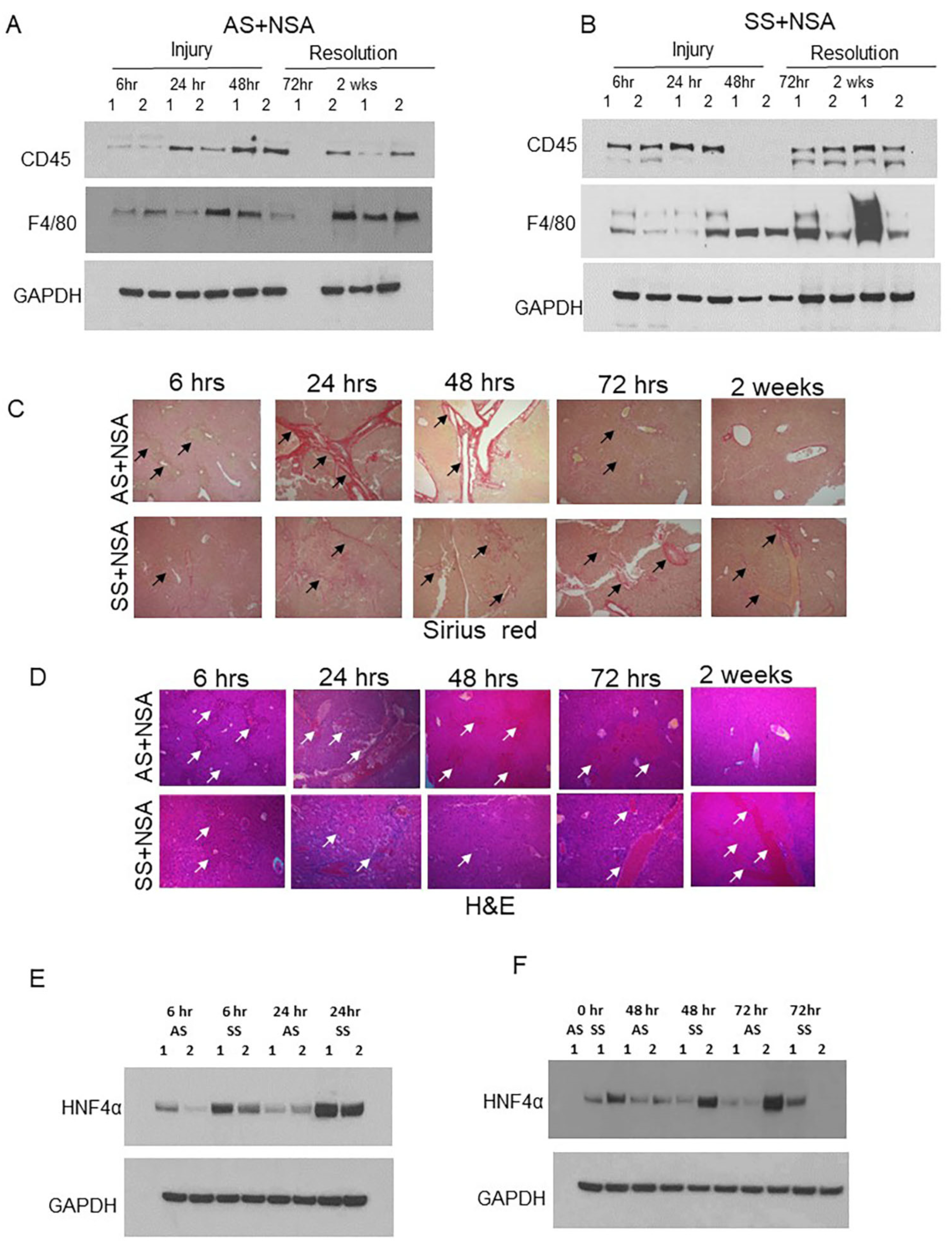 Cells 14 00194 g003 Cells 14 00194 g003