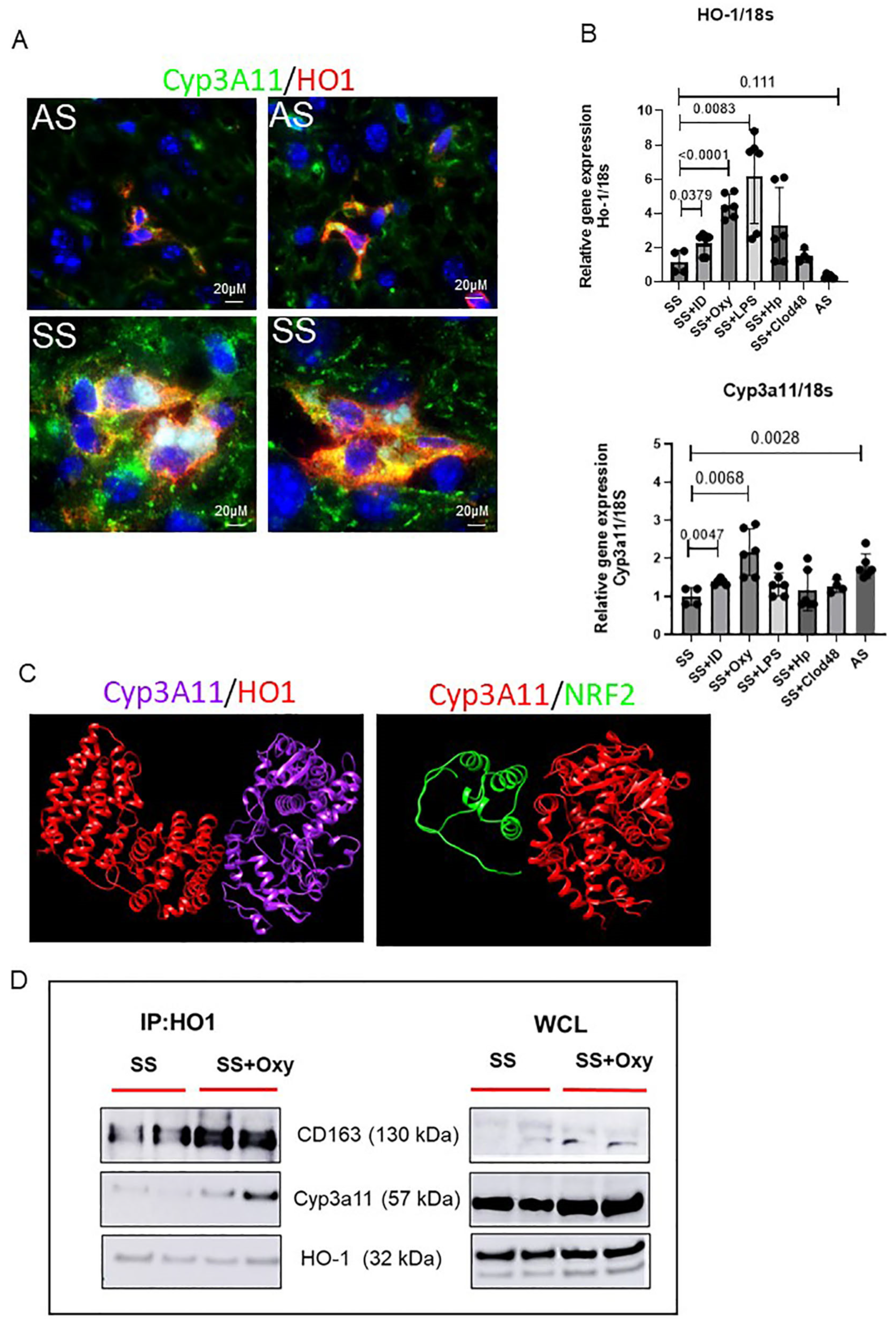 Cells 14 00194 g005 Cells 14 00194 g005
