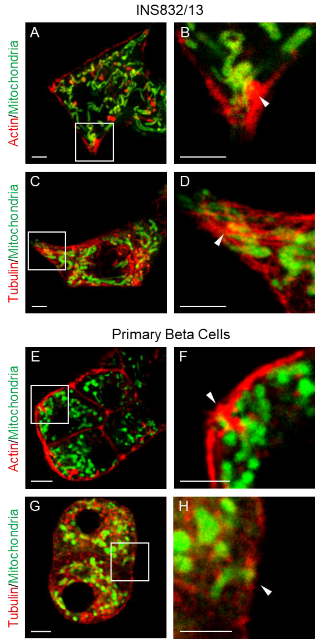 Cells 14 00198 g001 Cells 14 00198 g001