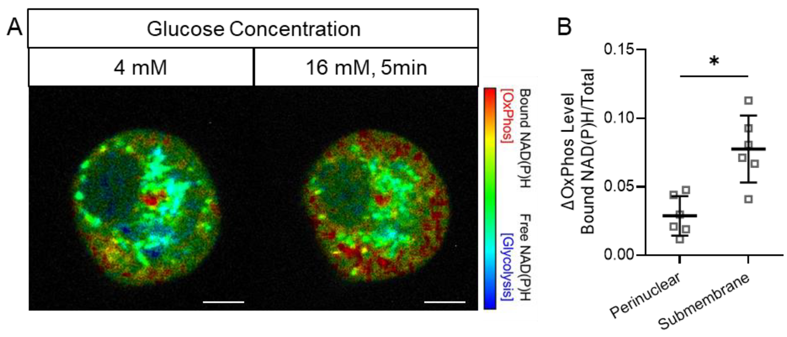 Cells 14 00198 g002 Cells 14 00198 g002
