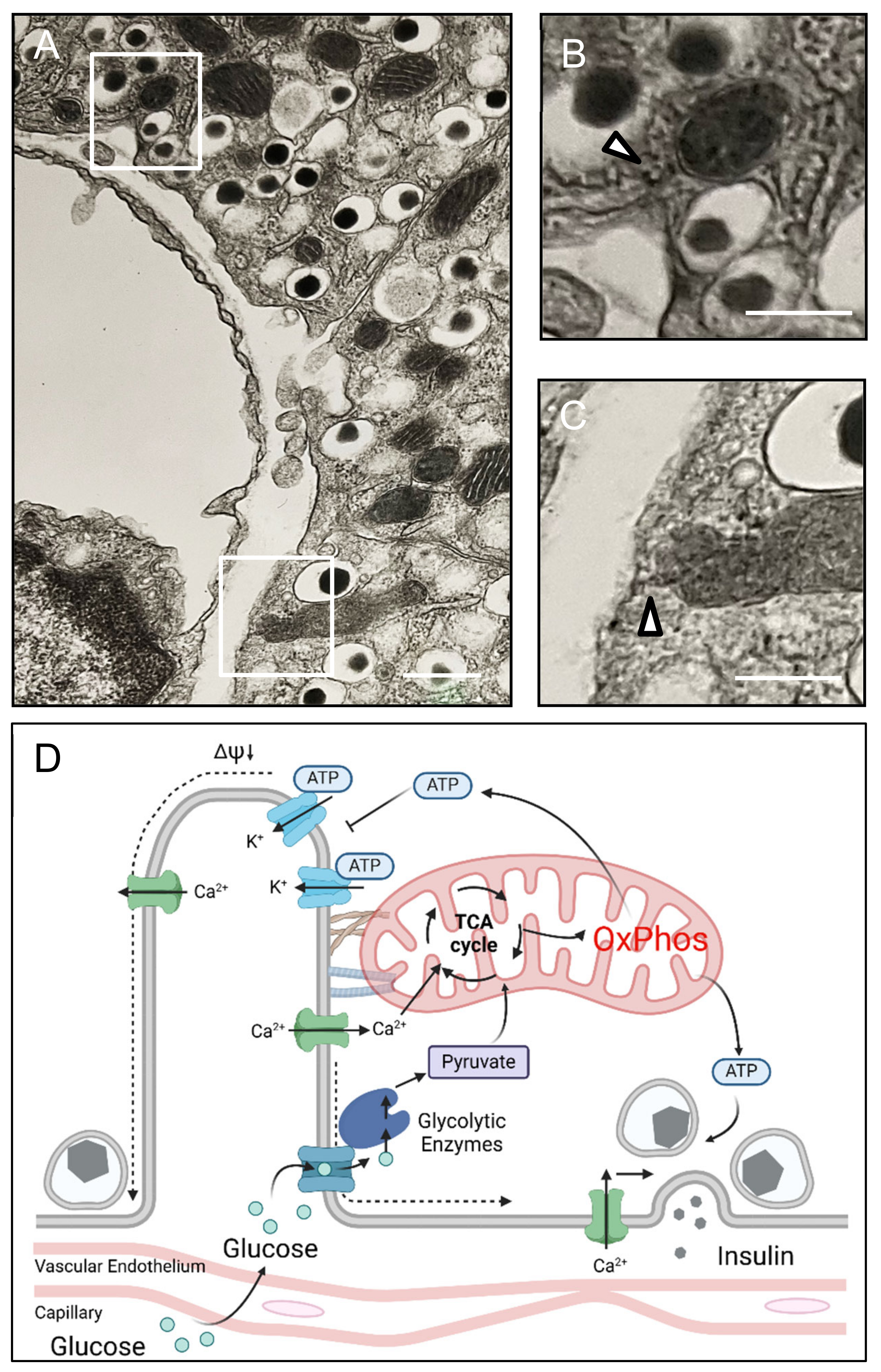 Cells 14 00198 g005 Cells 14 00198 g005
