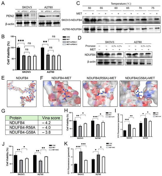 Metformin Induces Apoptosis and Ferroptosis of Ovarian Cancer Cells ...