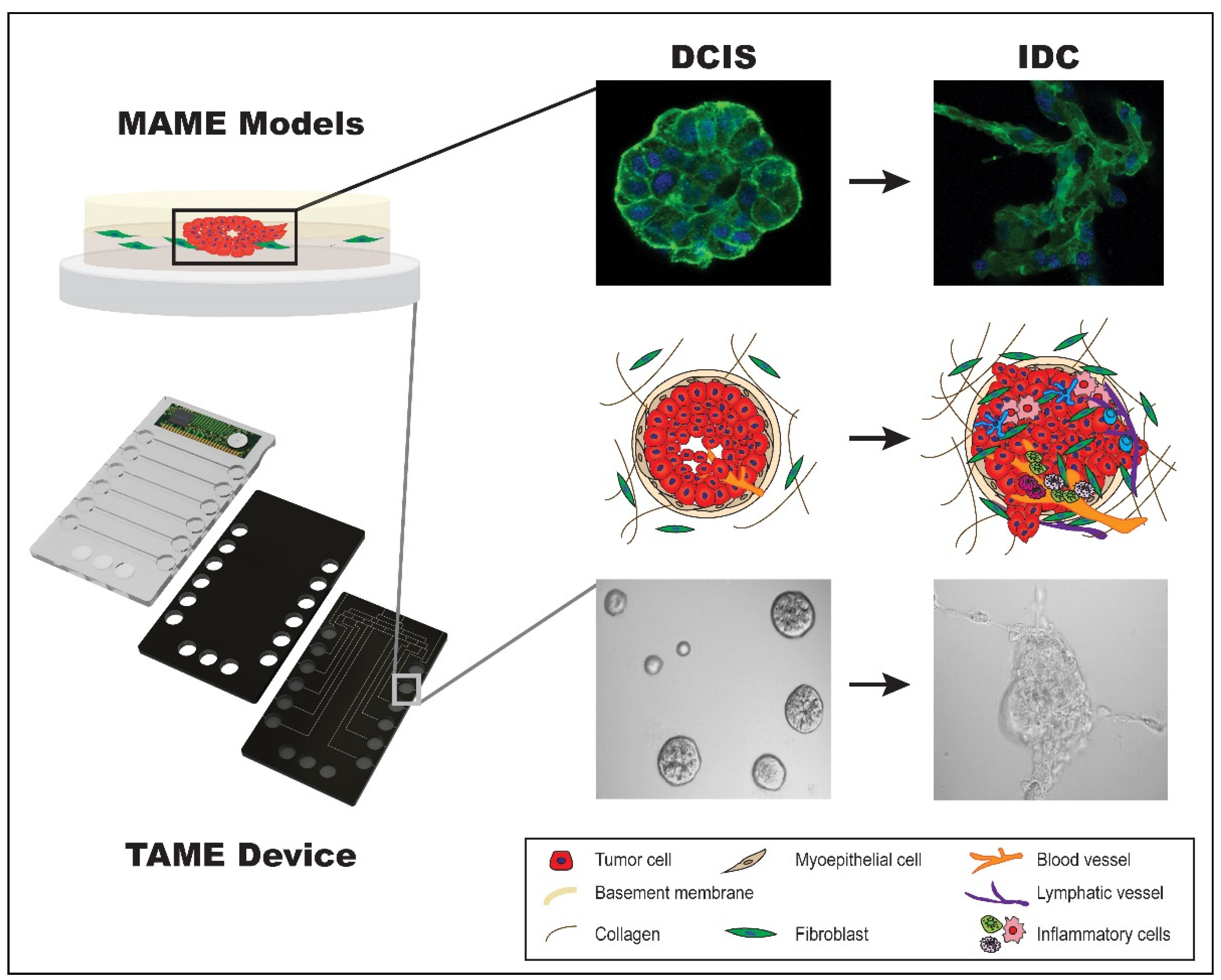 Cells 14 00220 g001 Cells 14 00220 g001