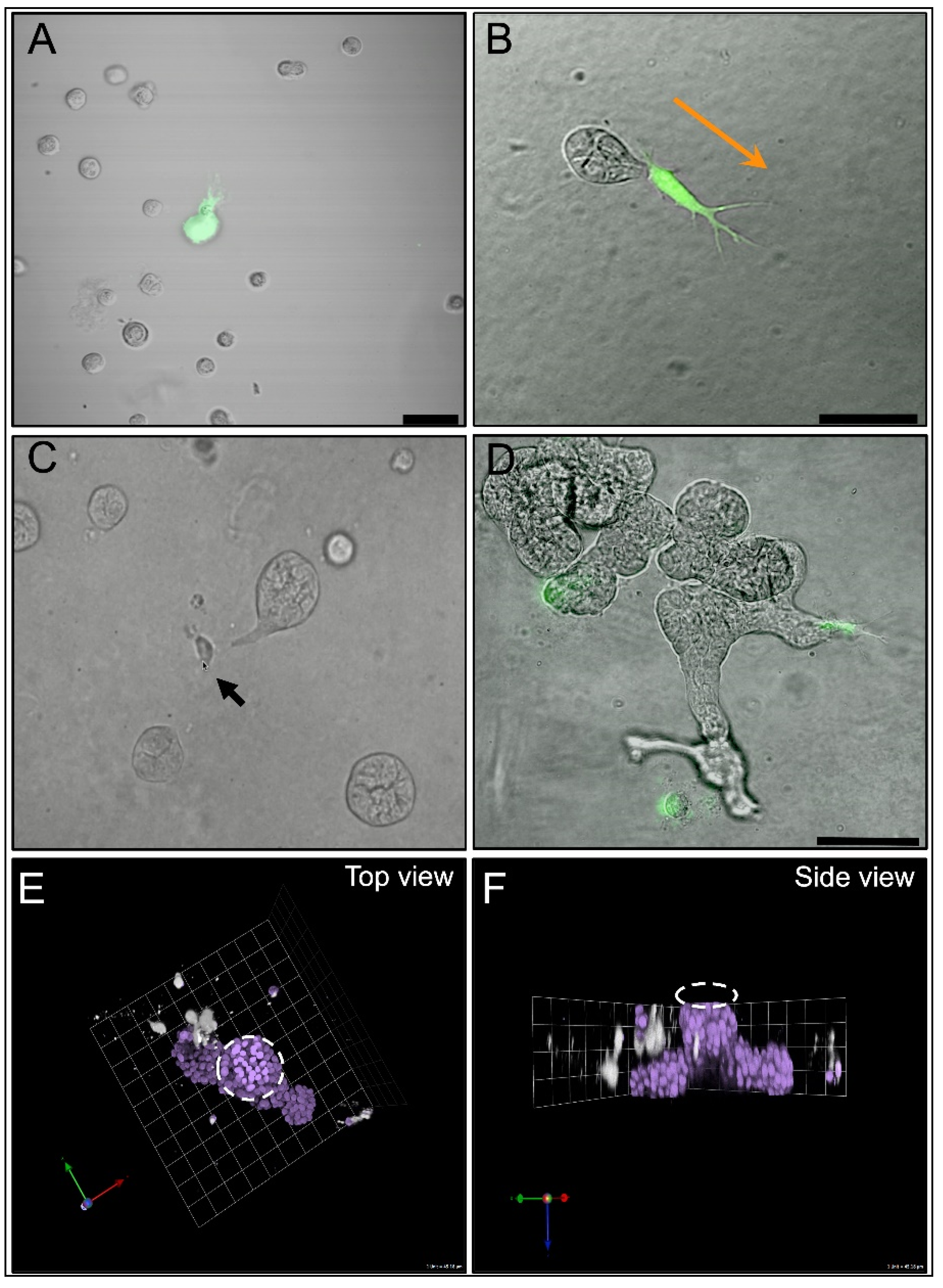 Cells 14 00220 g003 Cells 14 00220 g003