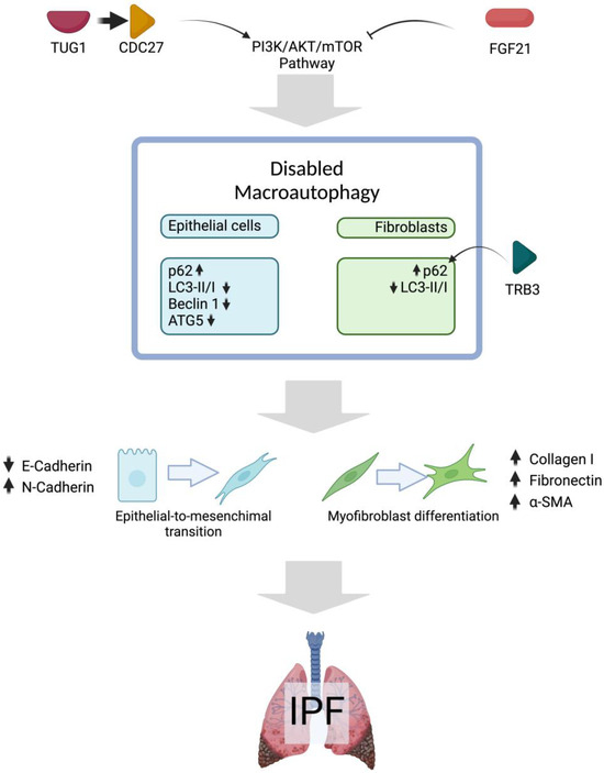 Update of Aging Hallmarks in Idiopathic Pulmonary Fibrosis