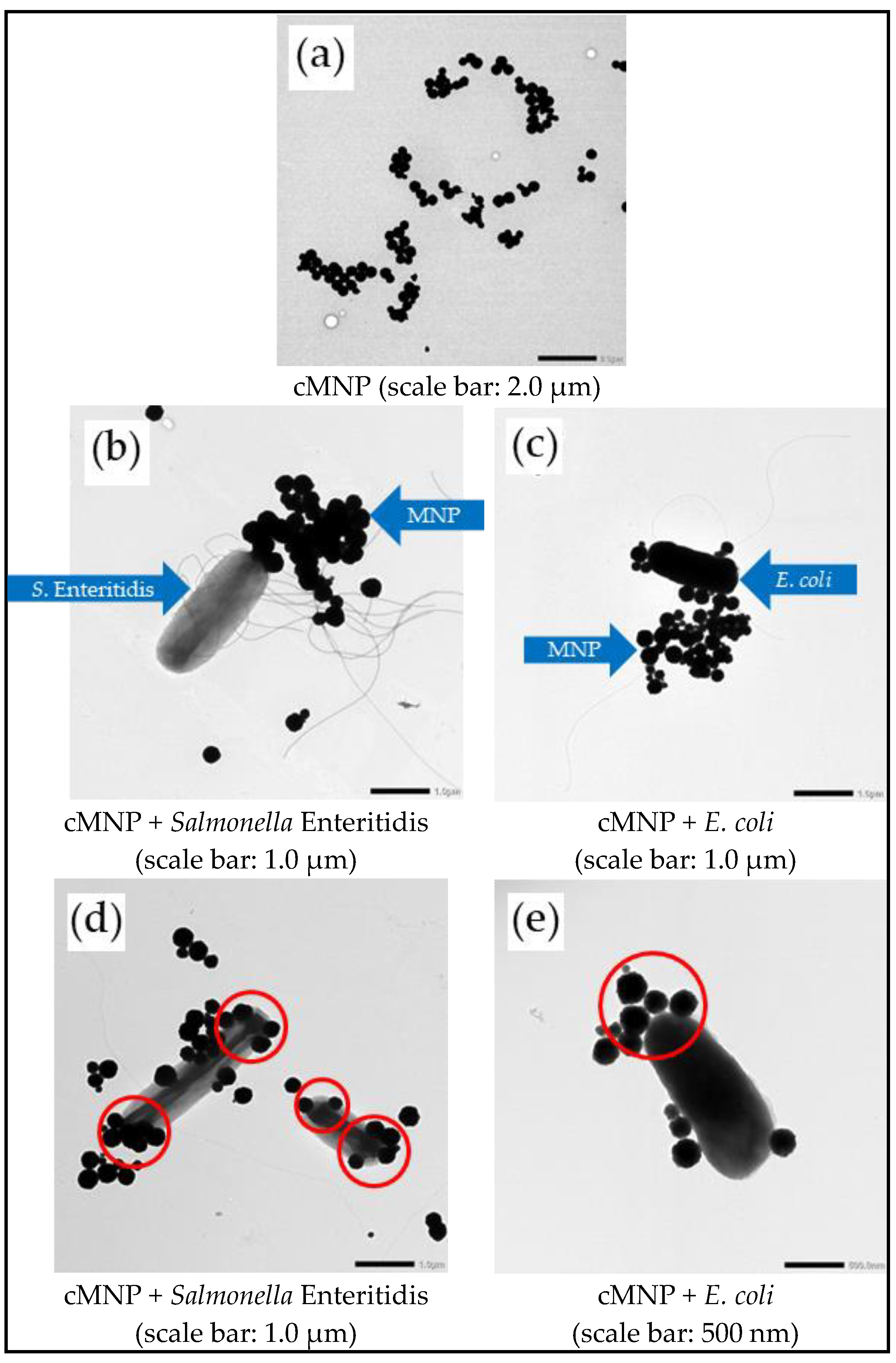 Cells 14 00225 g001 Cells 14 00225 g001
