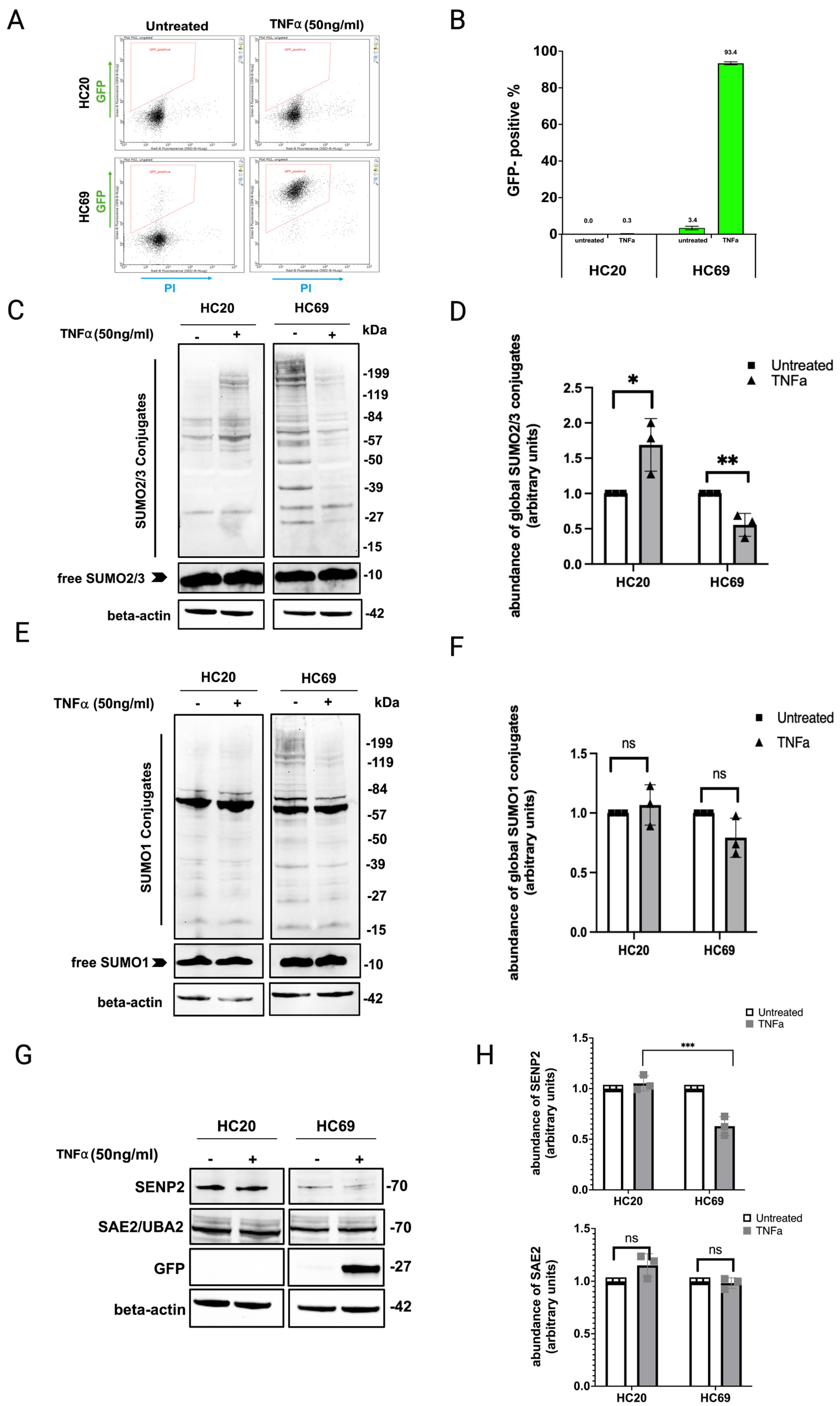 Cells 14 00235 g001 Cells 14 00235 g001