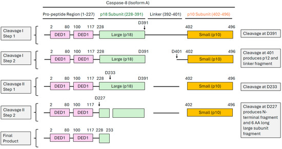Caspase-8: Arbitrating Life and Death in the Innate Immune System