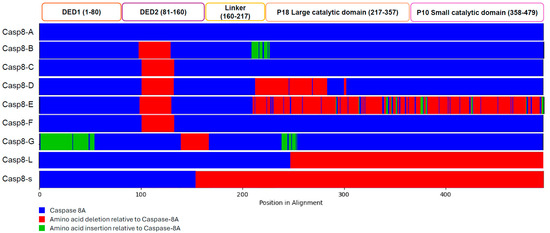 Caspase-8: Arbitrating Life and Death in the Innate Immune System