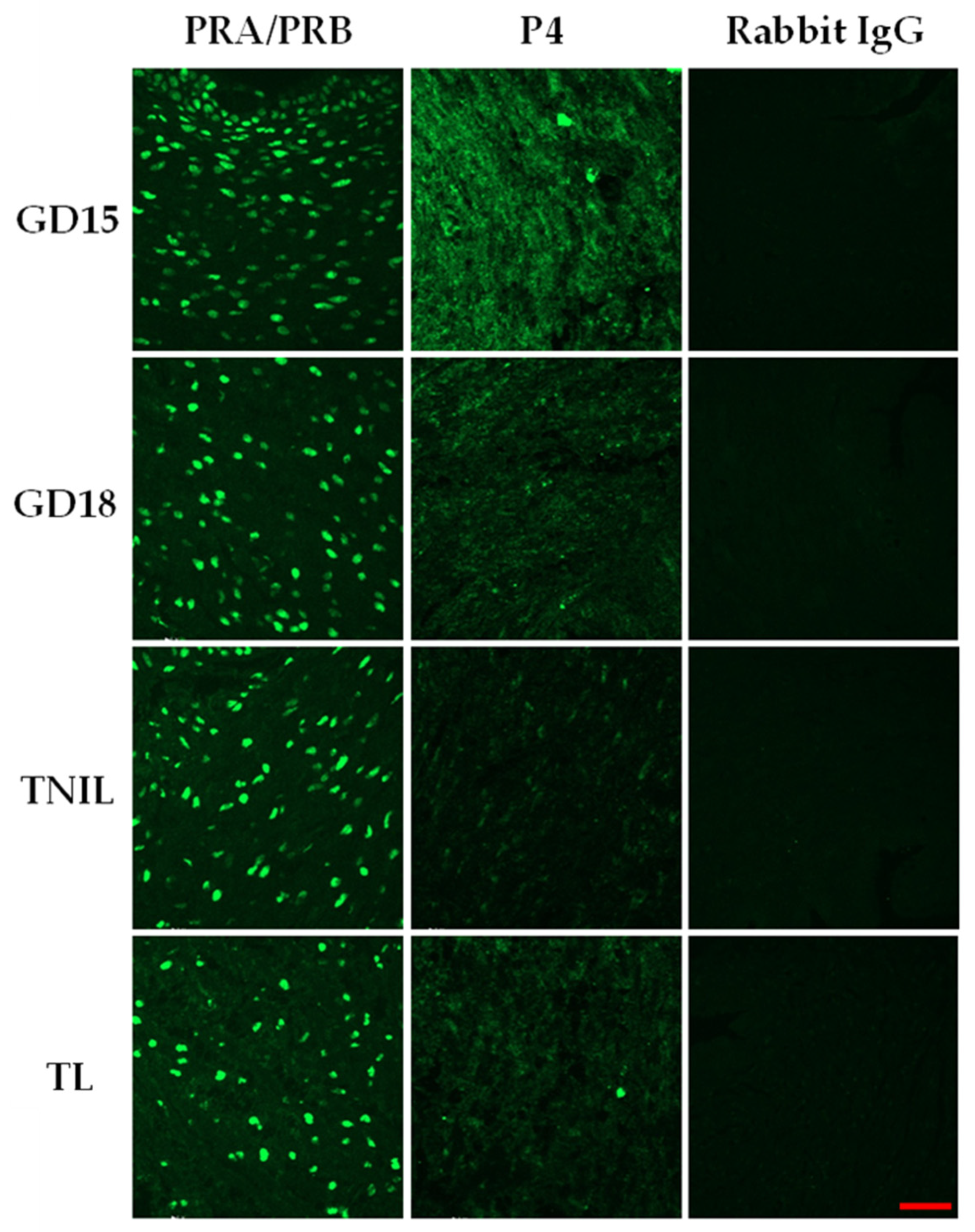 Cells 14 00242 g002 Cells 14 00242 g002