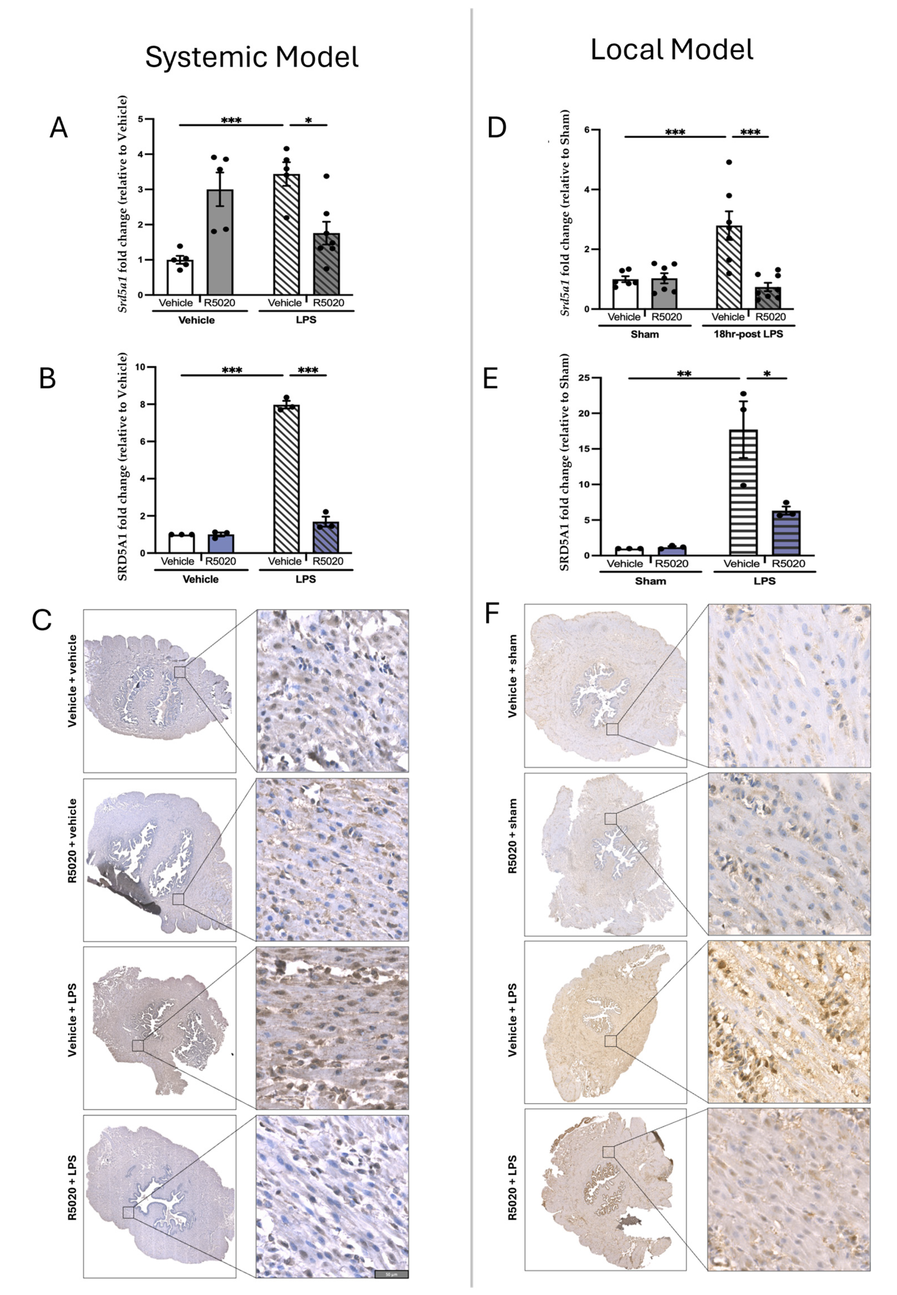 Cells 14 00242 g005a Cells 14 00242 g005a