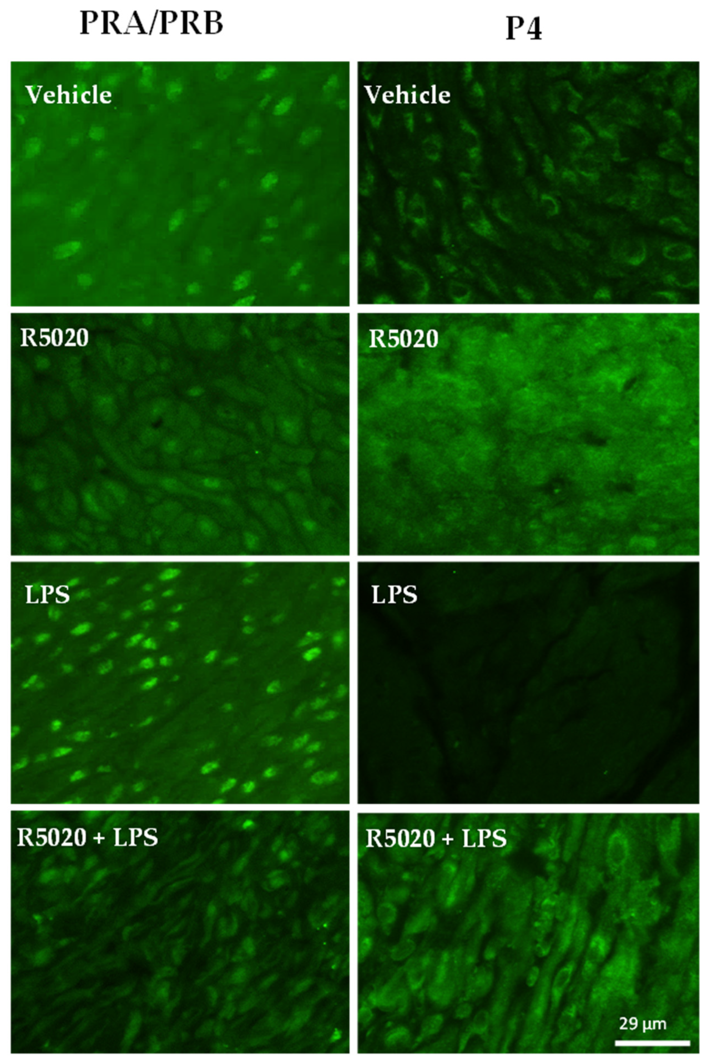 Cells 14 00242 g006 Cells 14 00242 g006