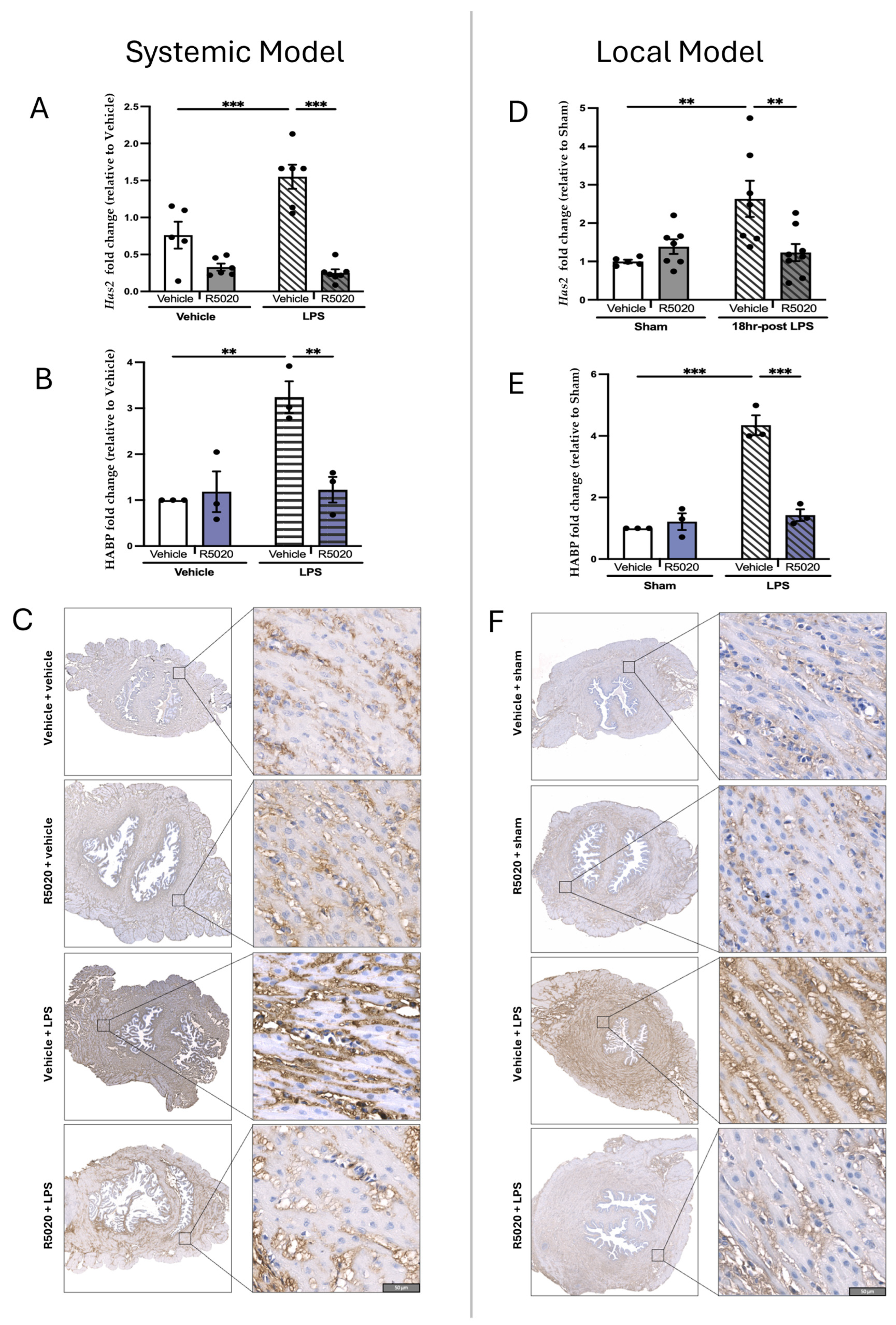 Cells 14 00242 g007 Cells 14 00242 g007
