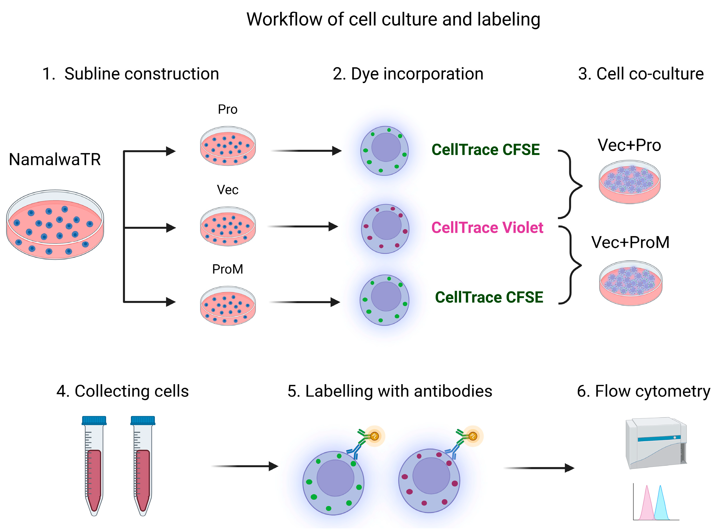 Cells 14 00247 g001 Cells 14 00247 g001
