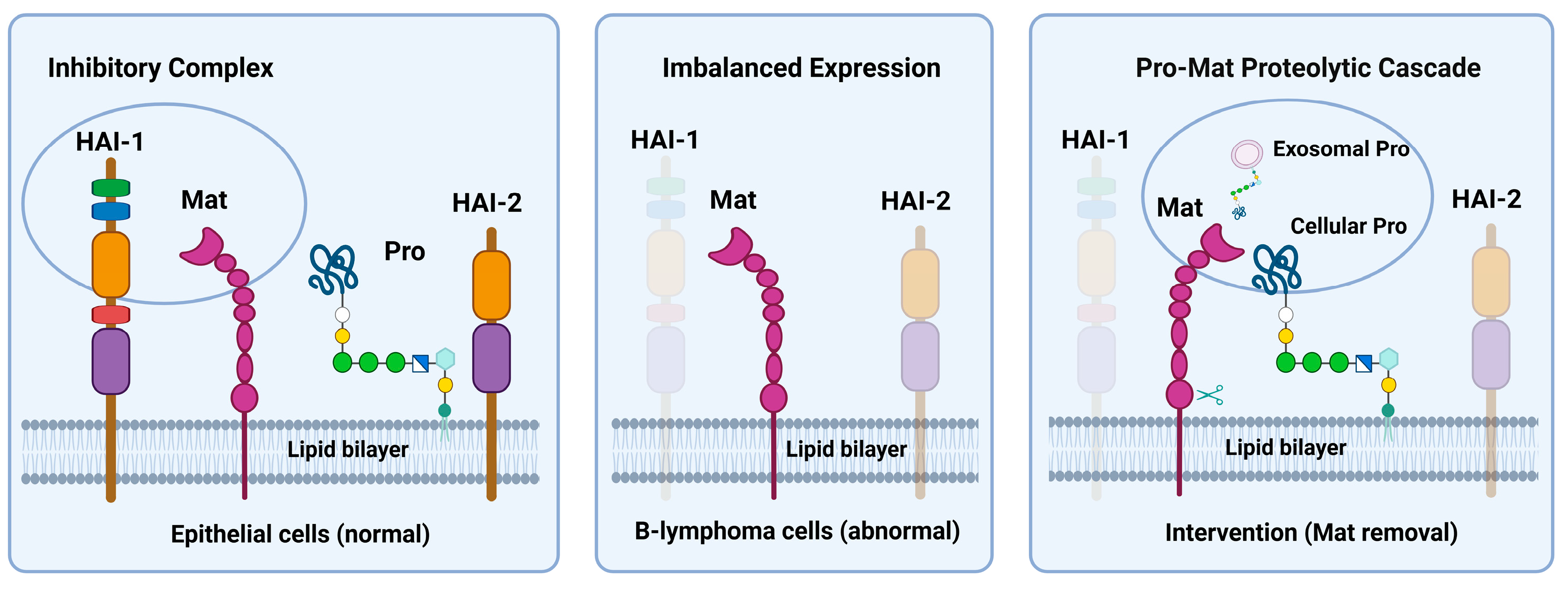 Cells 14 00247 g007 Cells 14 00247 g007