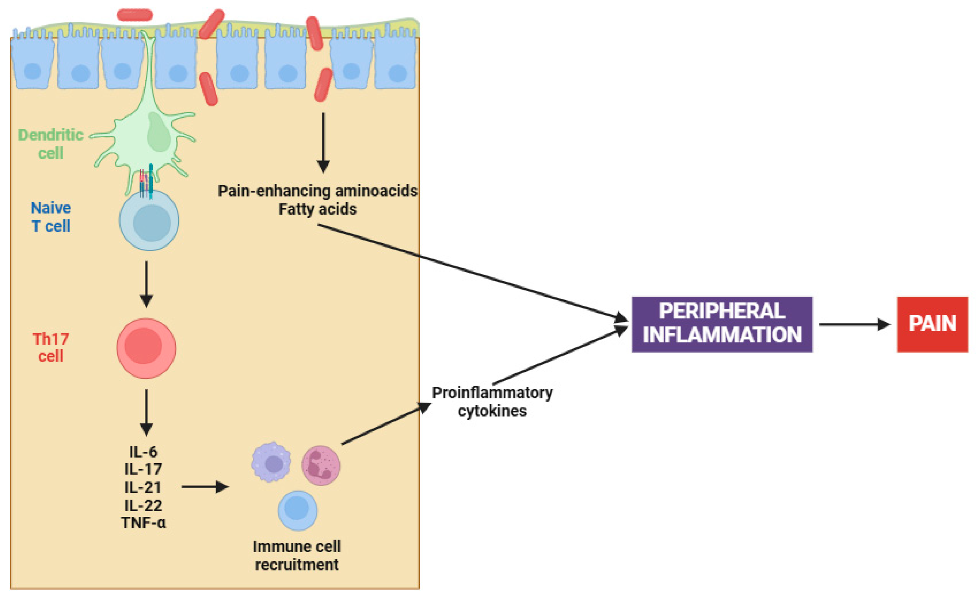 Interleukin 6 & Fibromyalgia: Understanding the Link