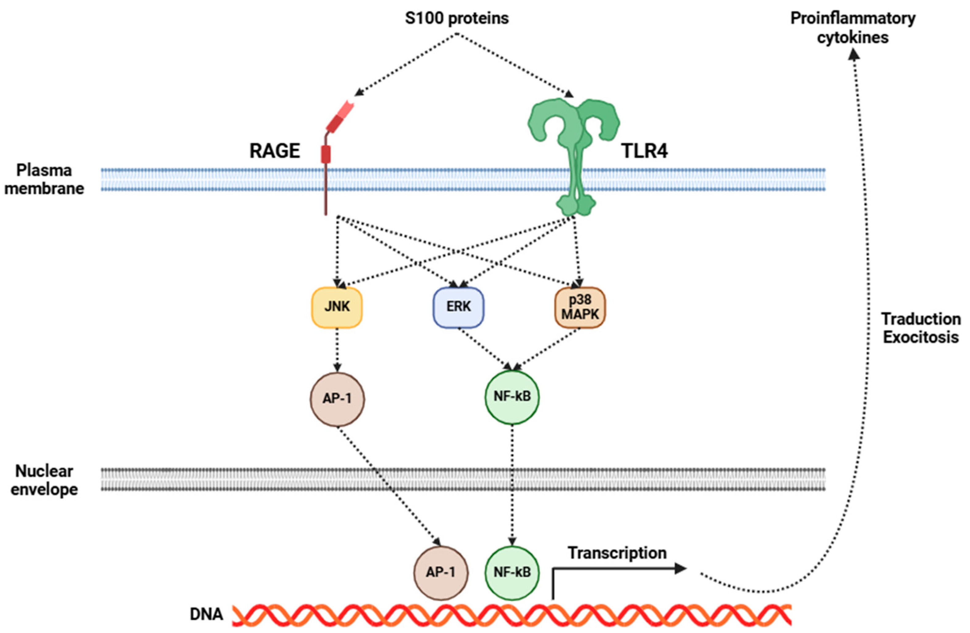 Cells 14 00271 g002 Cells 14 00271 g002