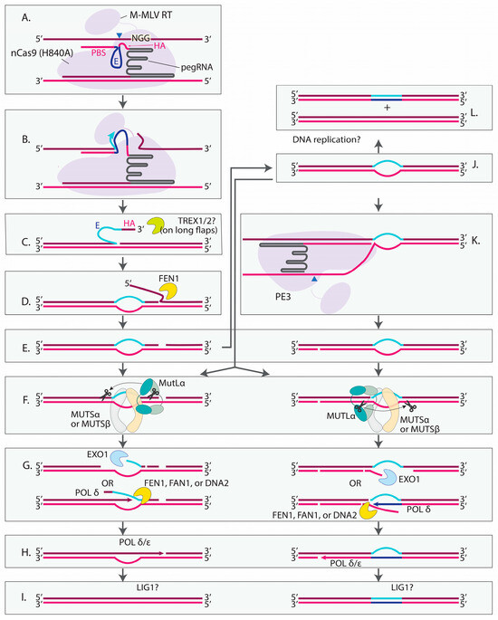 Prime Editing: Mechanistic Insights and DNA Repair Modulation