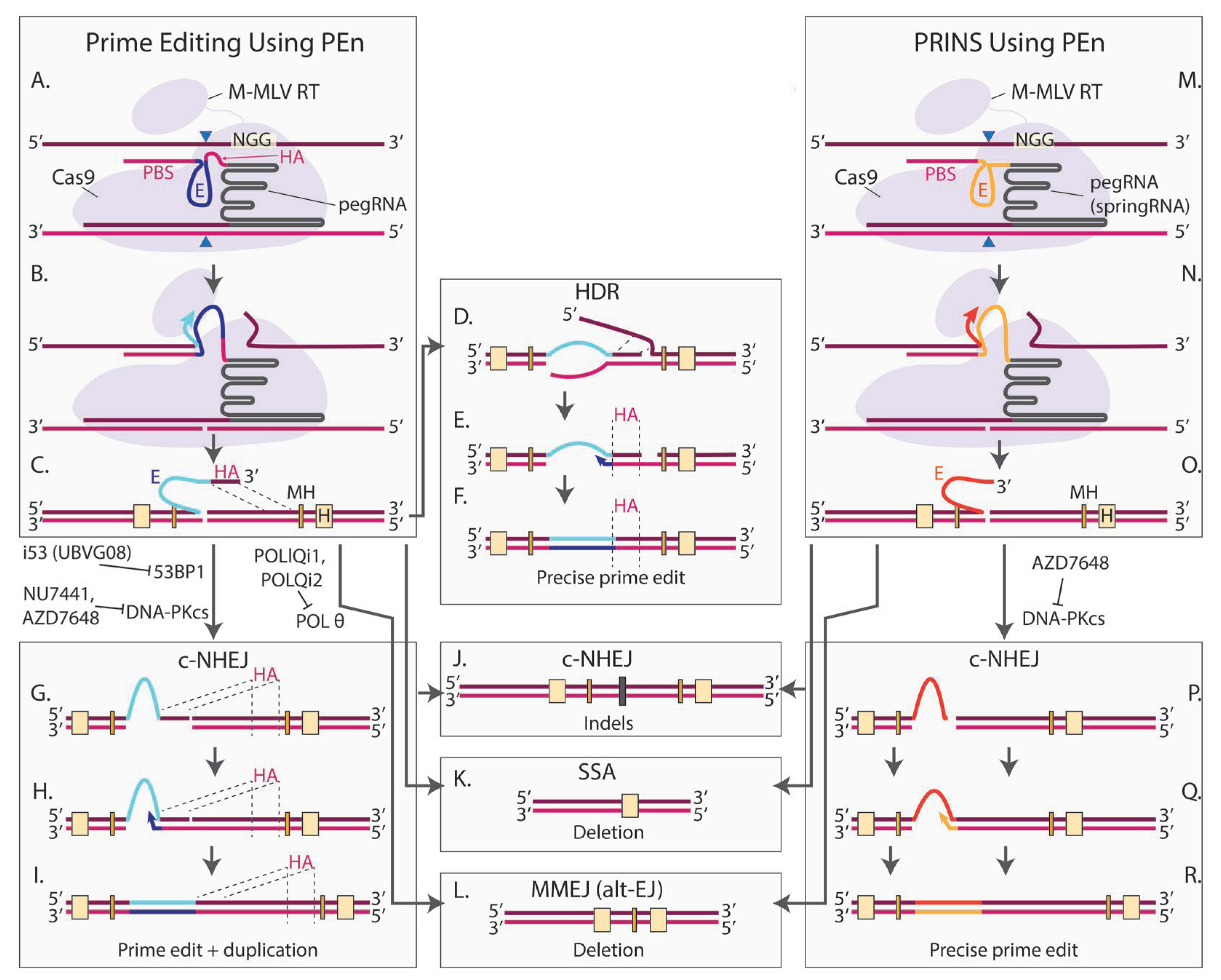 Cells 14 00277 g005 Cells 14 00277 g005