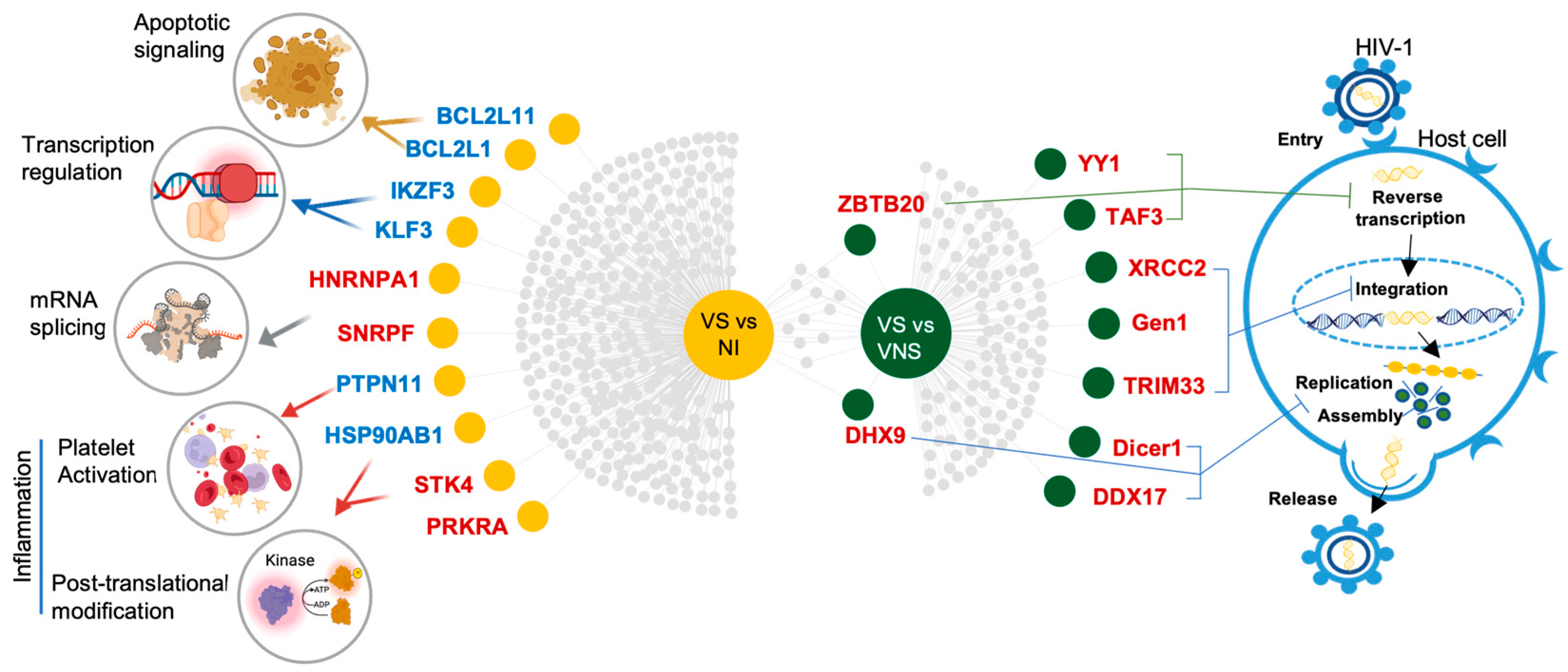 Cells 14 00285 g006 Cells 14 00285 g006