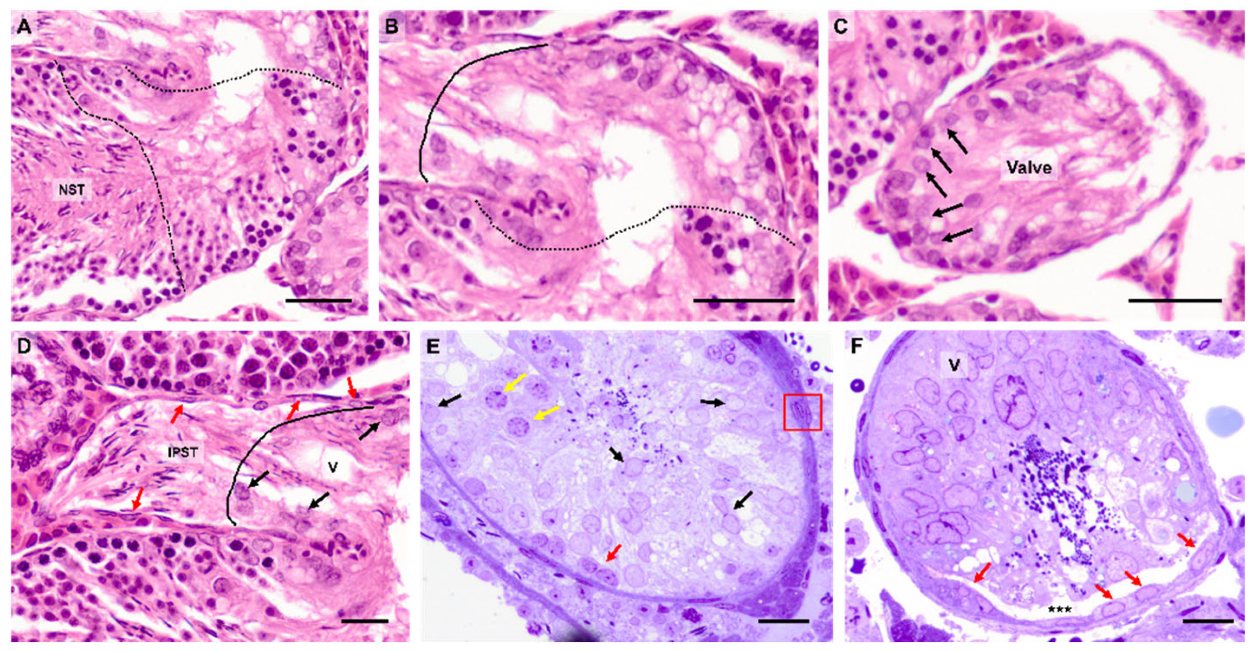 Cells 14 00305 g001 Cells 14 00305 g001