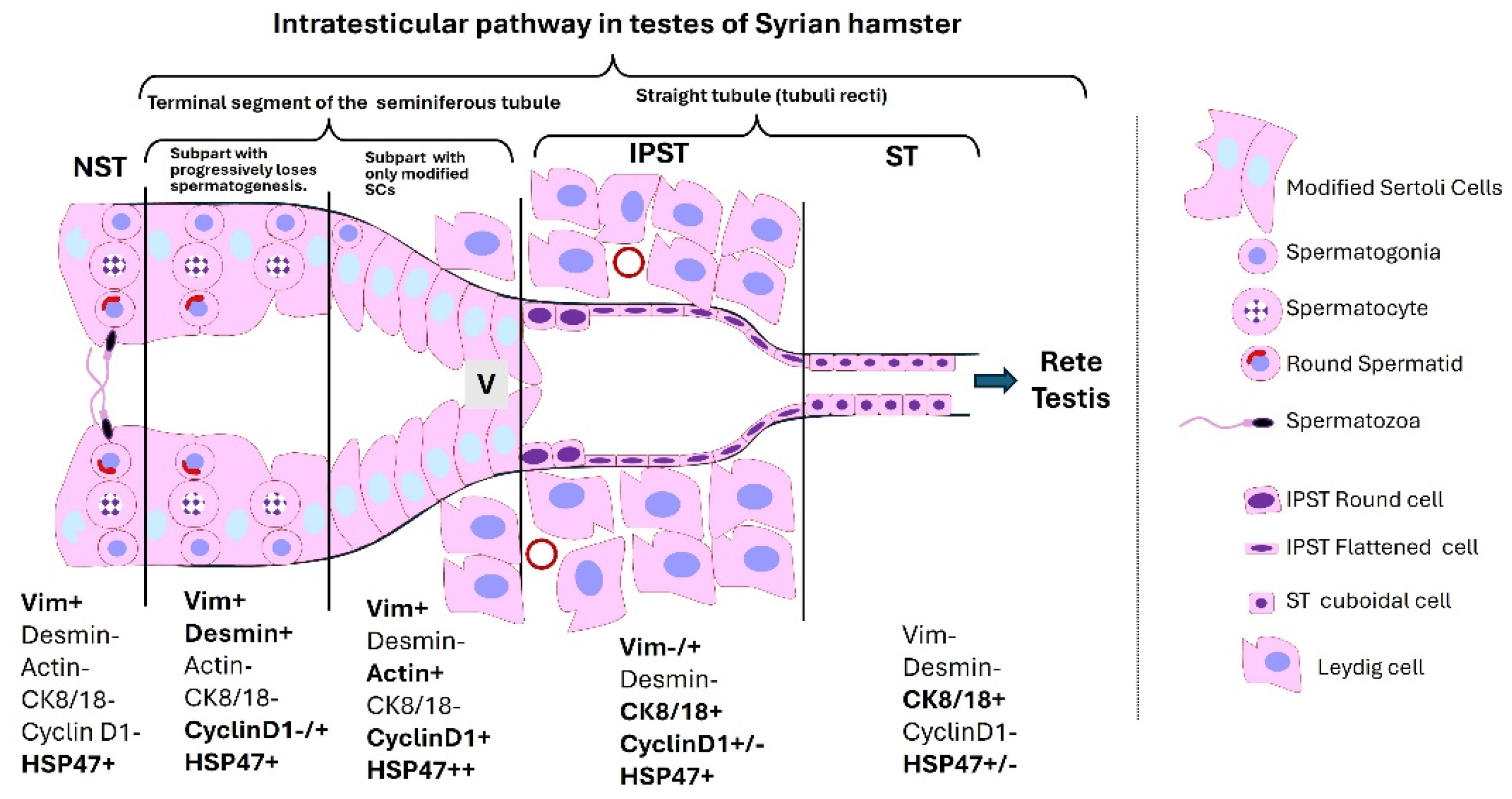 Cells 14 00305 g002 Cells 14 00305 g002