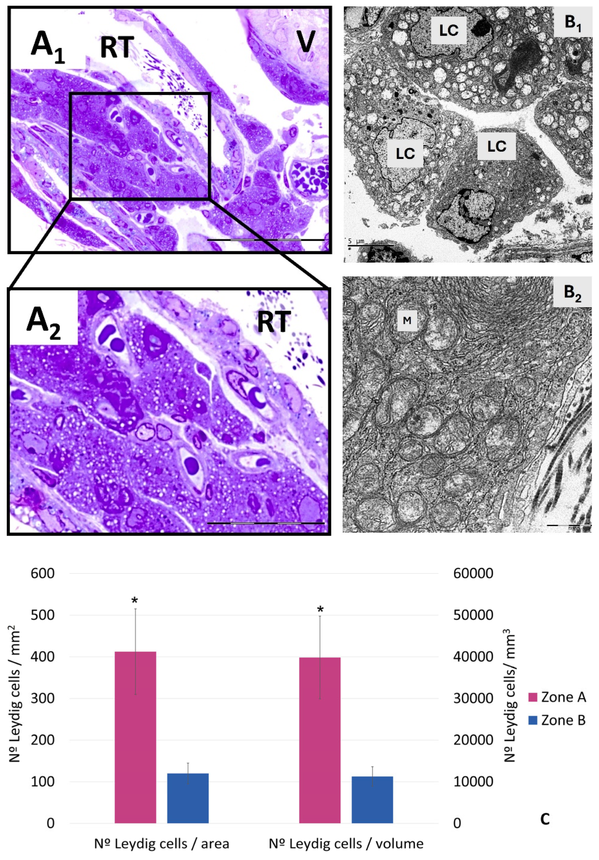 Cells 14 00305 g005 Cells 14 00305 g005