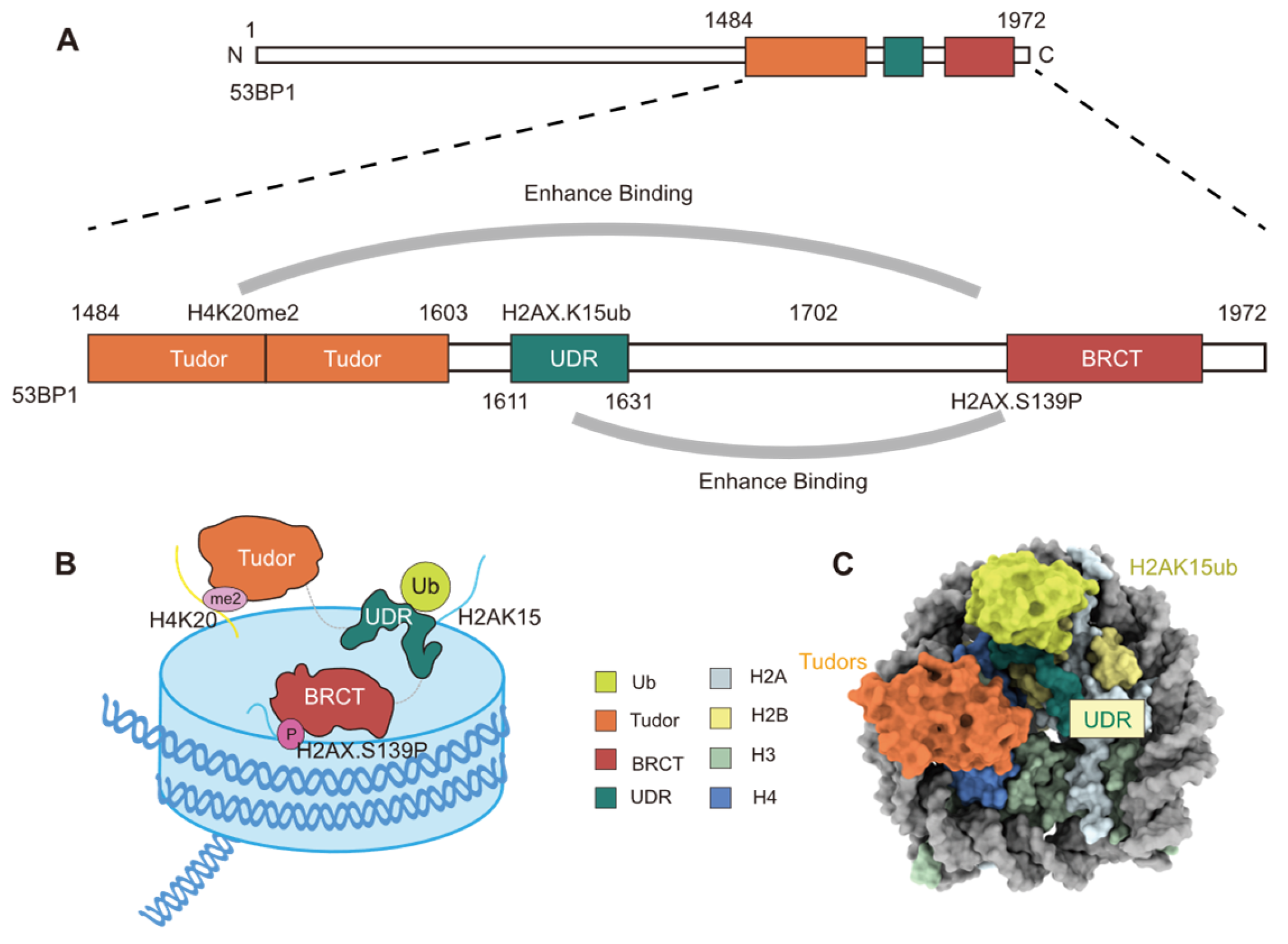 Cells 14 00307 g007 Cells 14 00307 g007