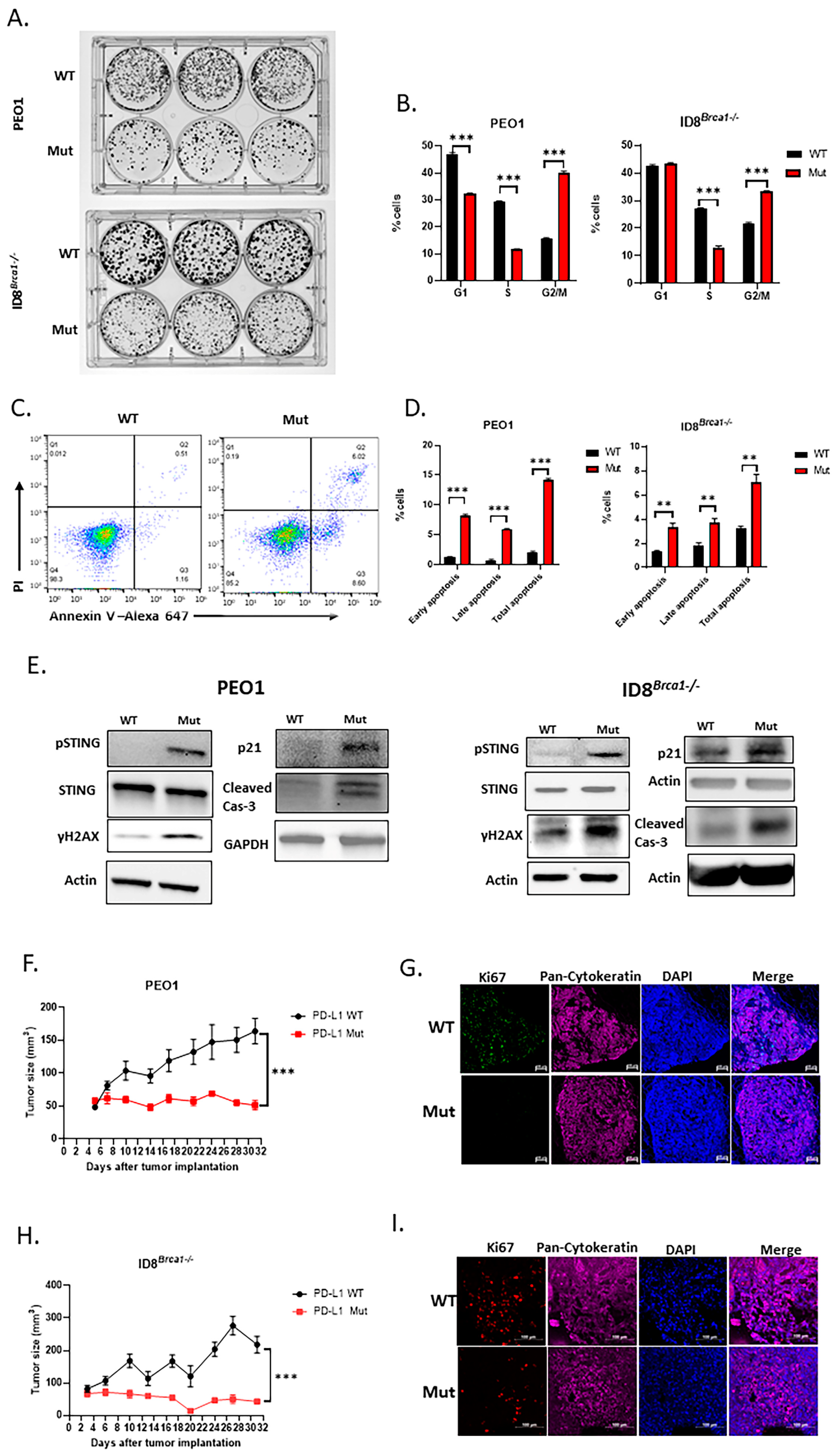 Cells 14 00314 g003