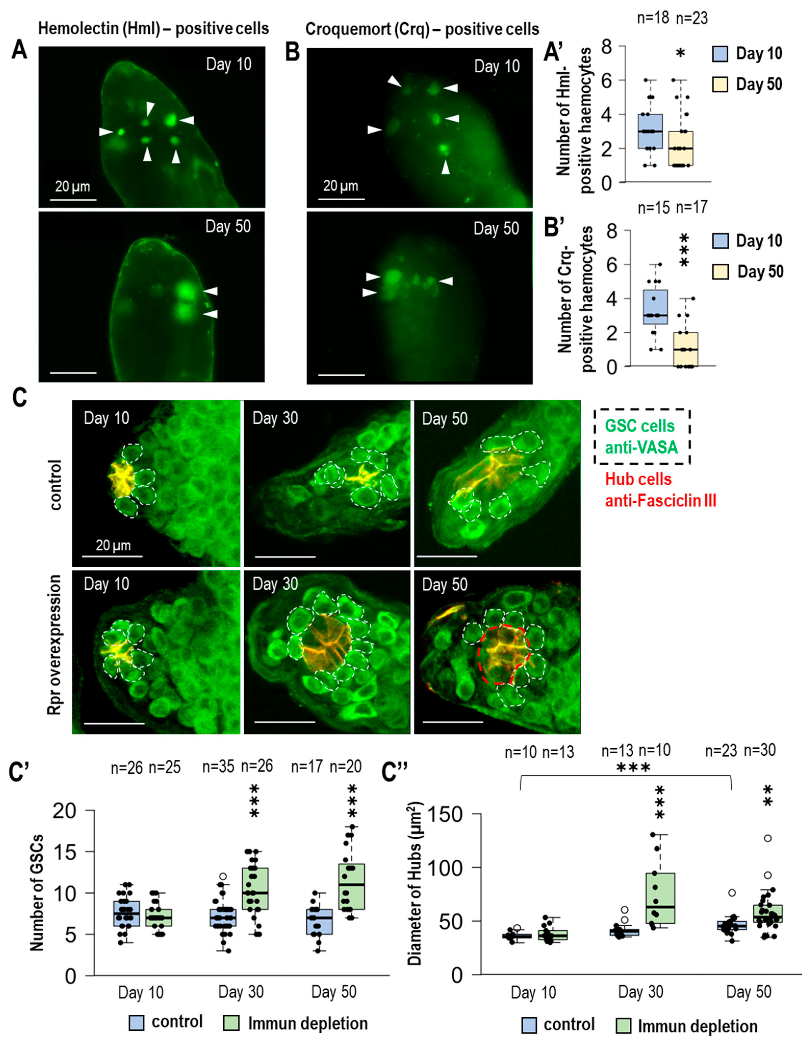 Cells 14 00315 g001 Cells 14 00315 g001