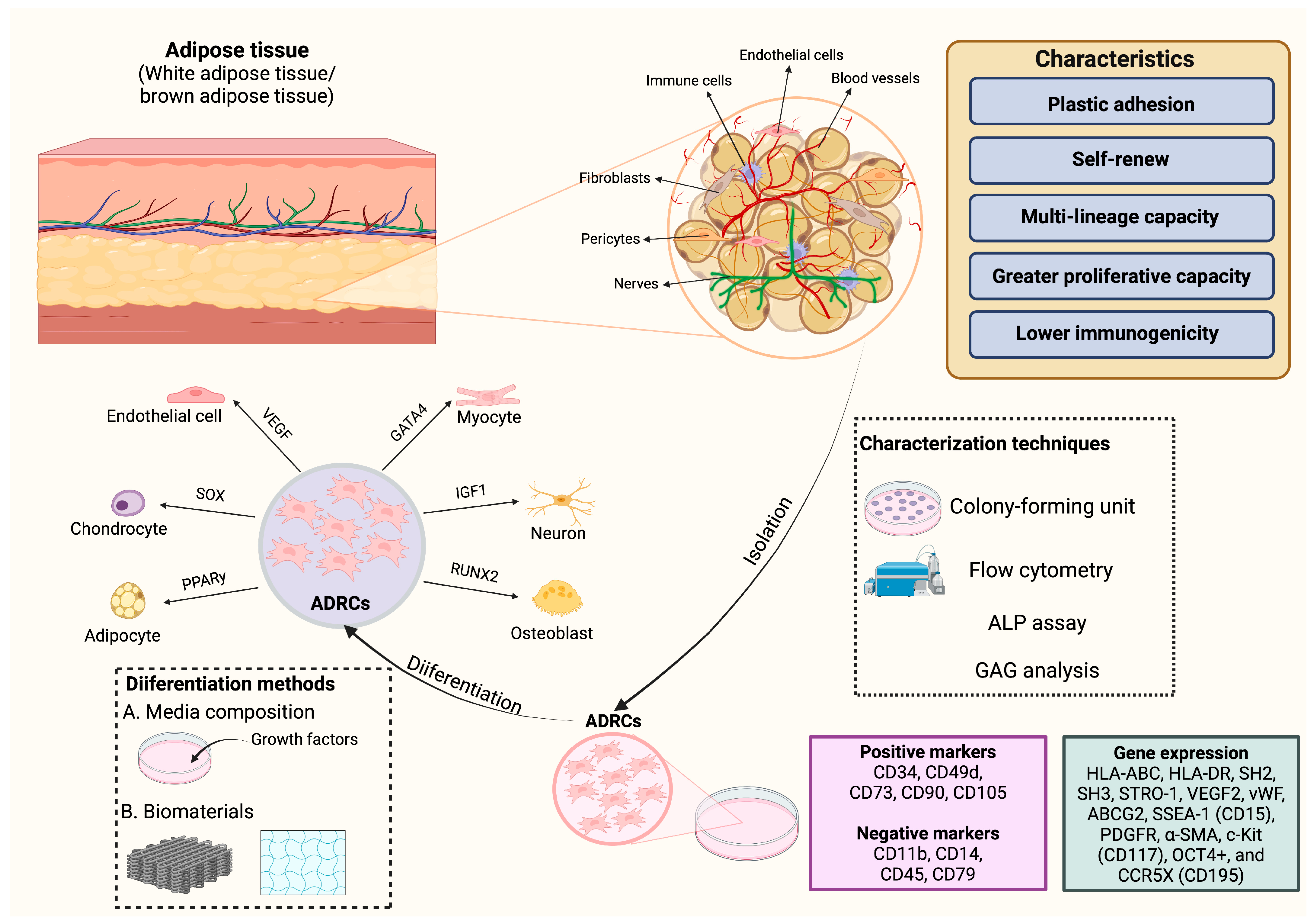 Cells 14 00343 g001 Cells 14 00343 g001