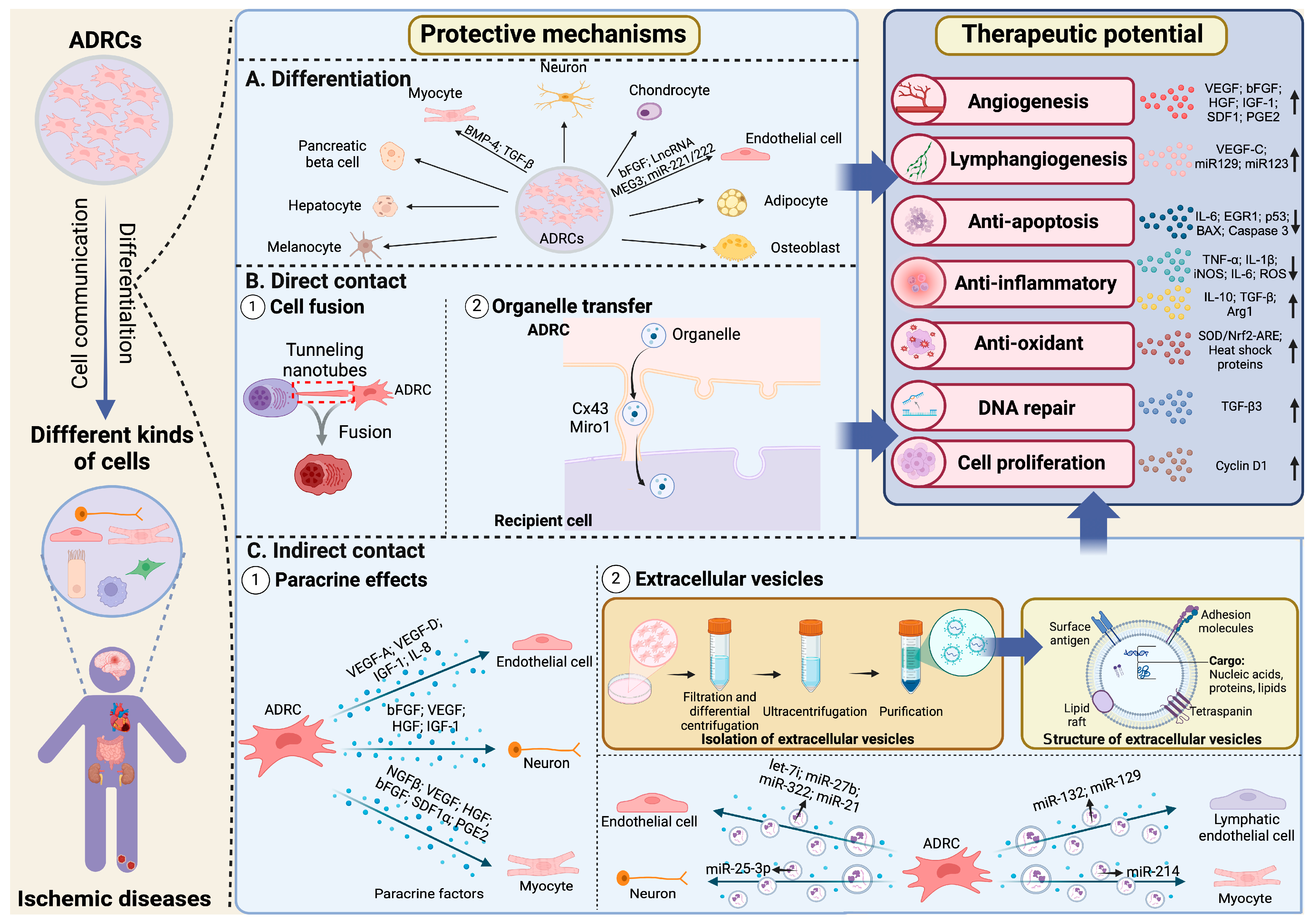 Cells 14 00343 g003 Cells 14 00343 g003