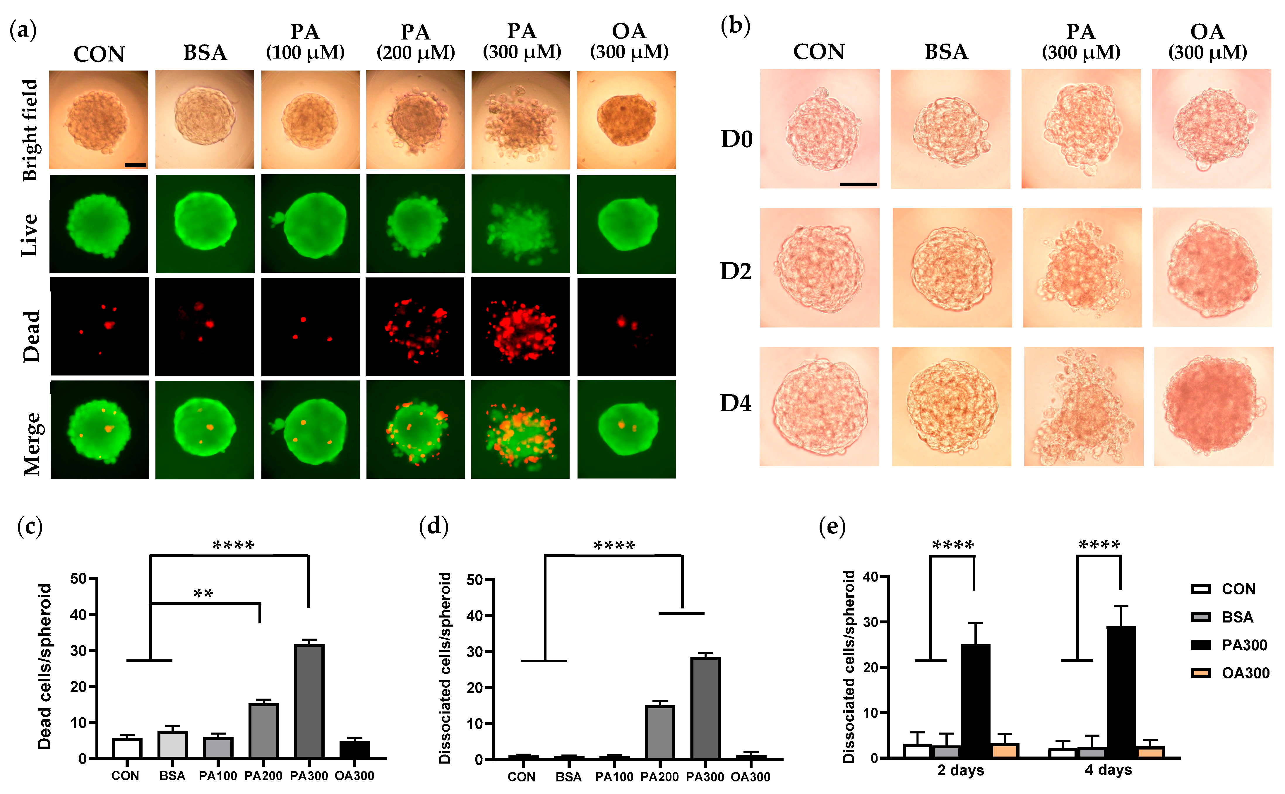 Cells 14 00349 g002 Cells 14 00349 g002
