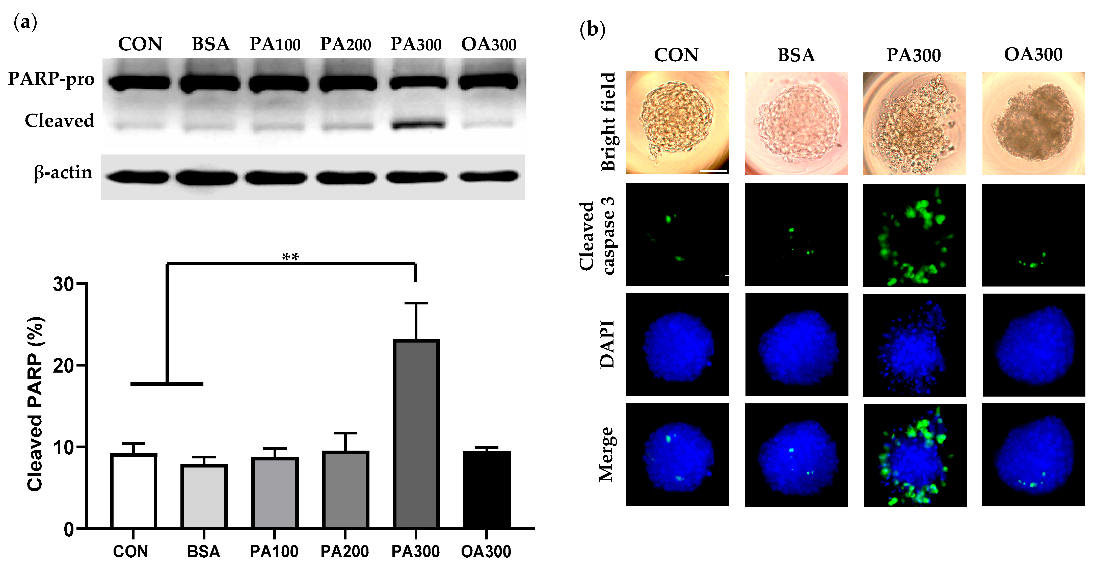 Cells 14 00349 g003 Cells 14 00349 g003