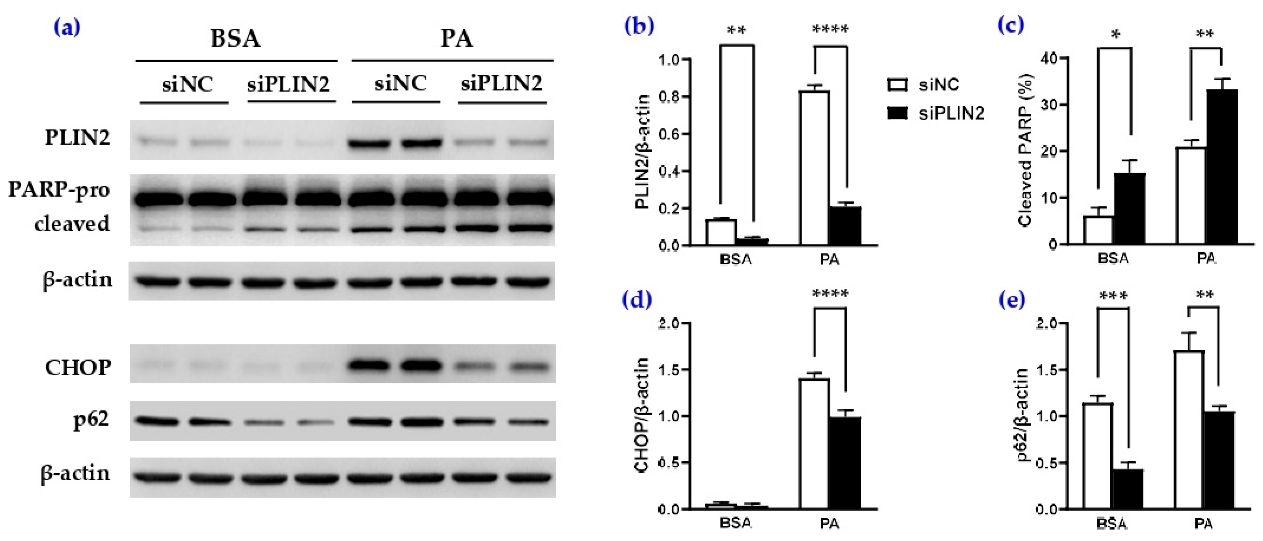 Cells 14 00349 g007 Cells 14 00349 g007