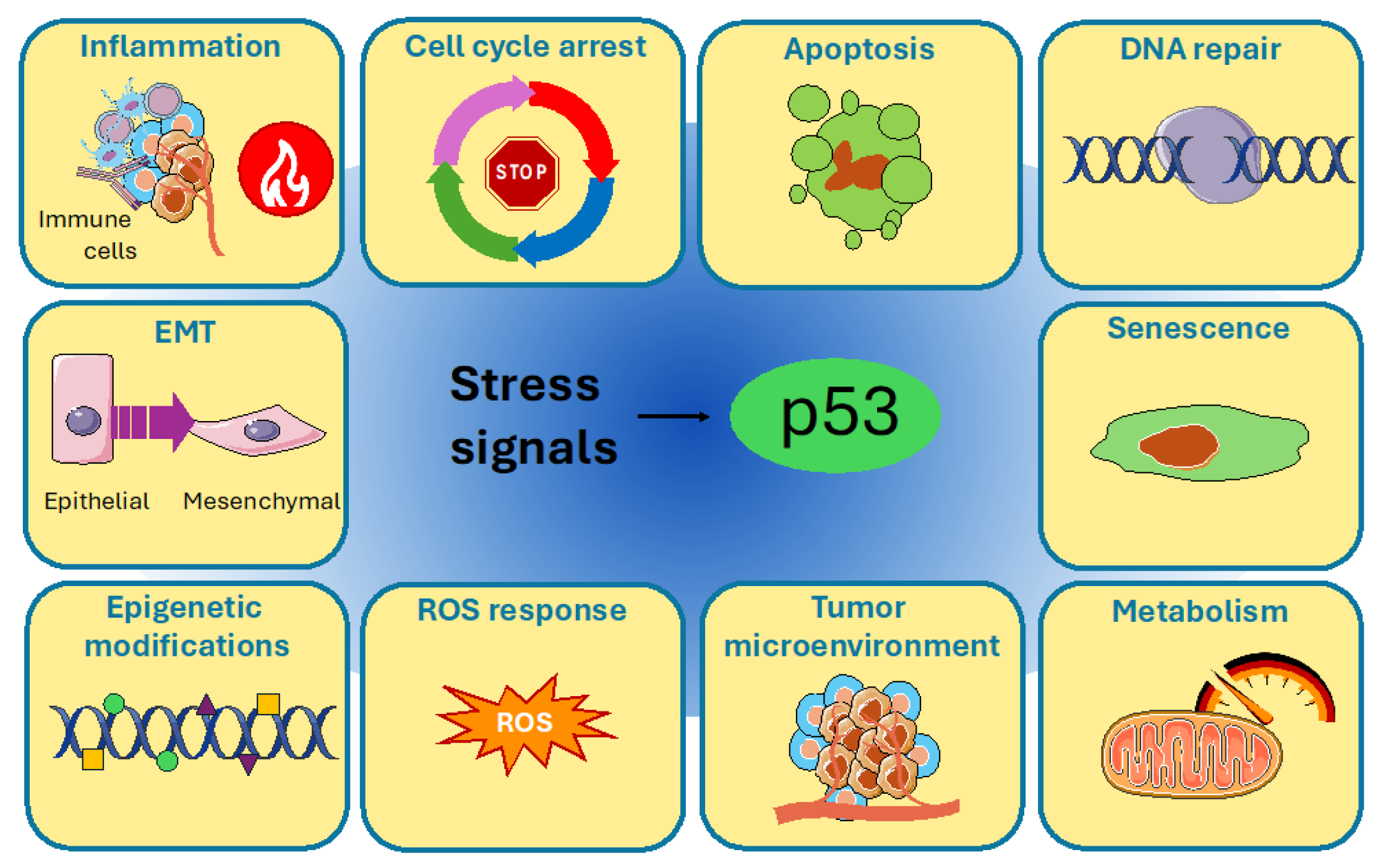 Cells 14 00363 g001 Cells 14 00363 g001