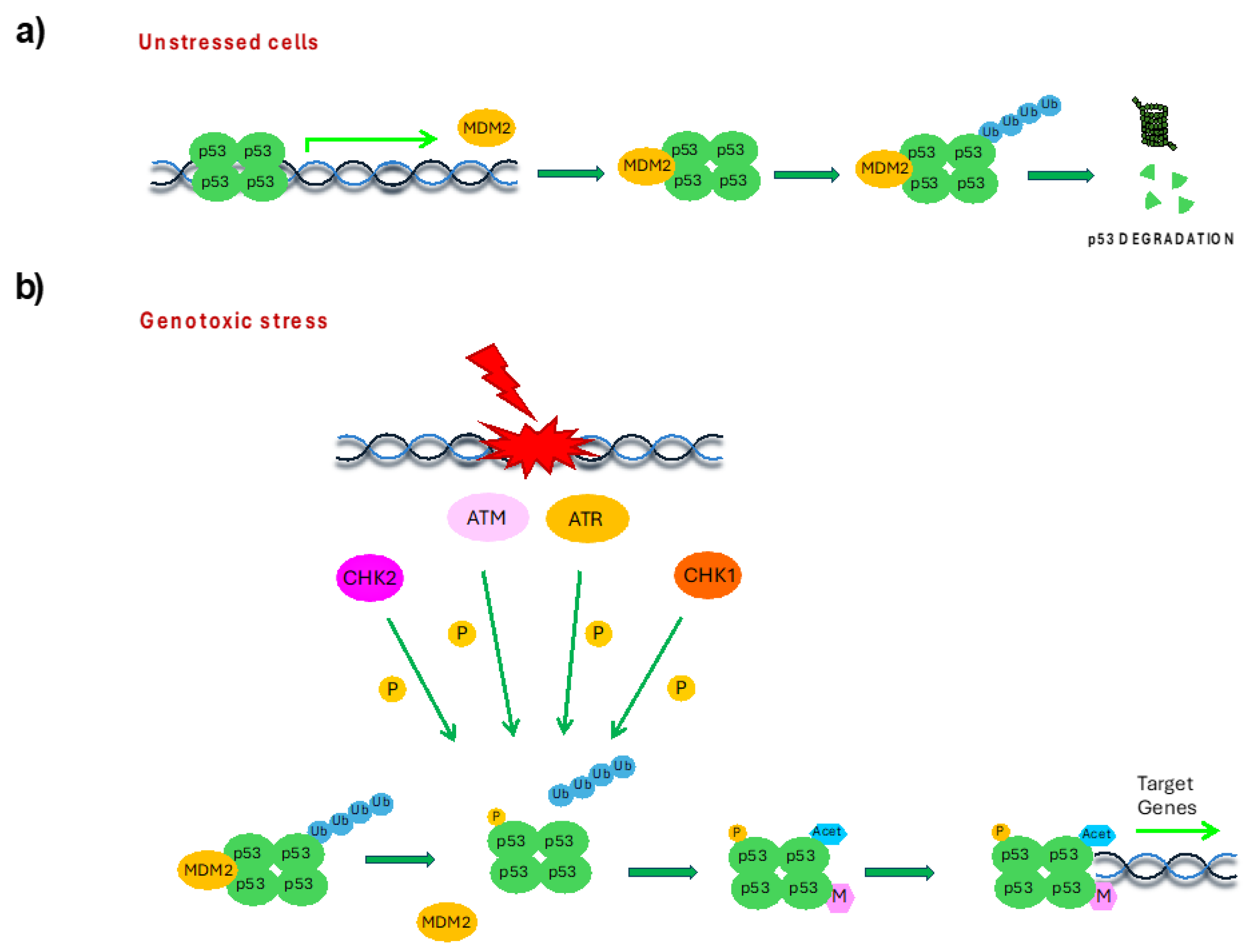 Cells 14 00363 g003 Cells 14 00363 g003