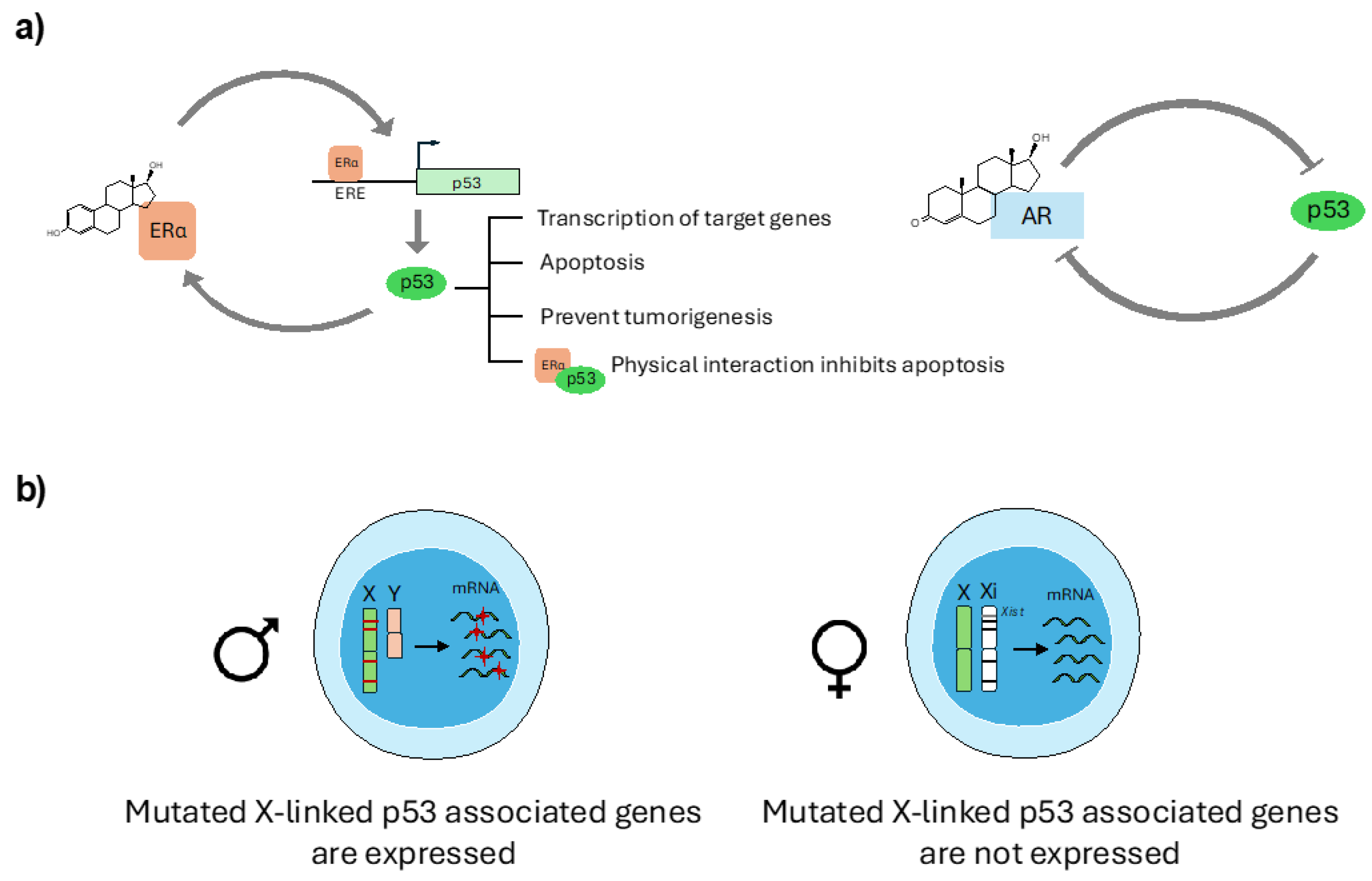 Cells 14 00363 g004 Cells 14 00363 g004
