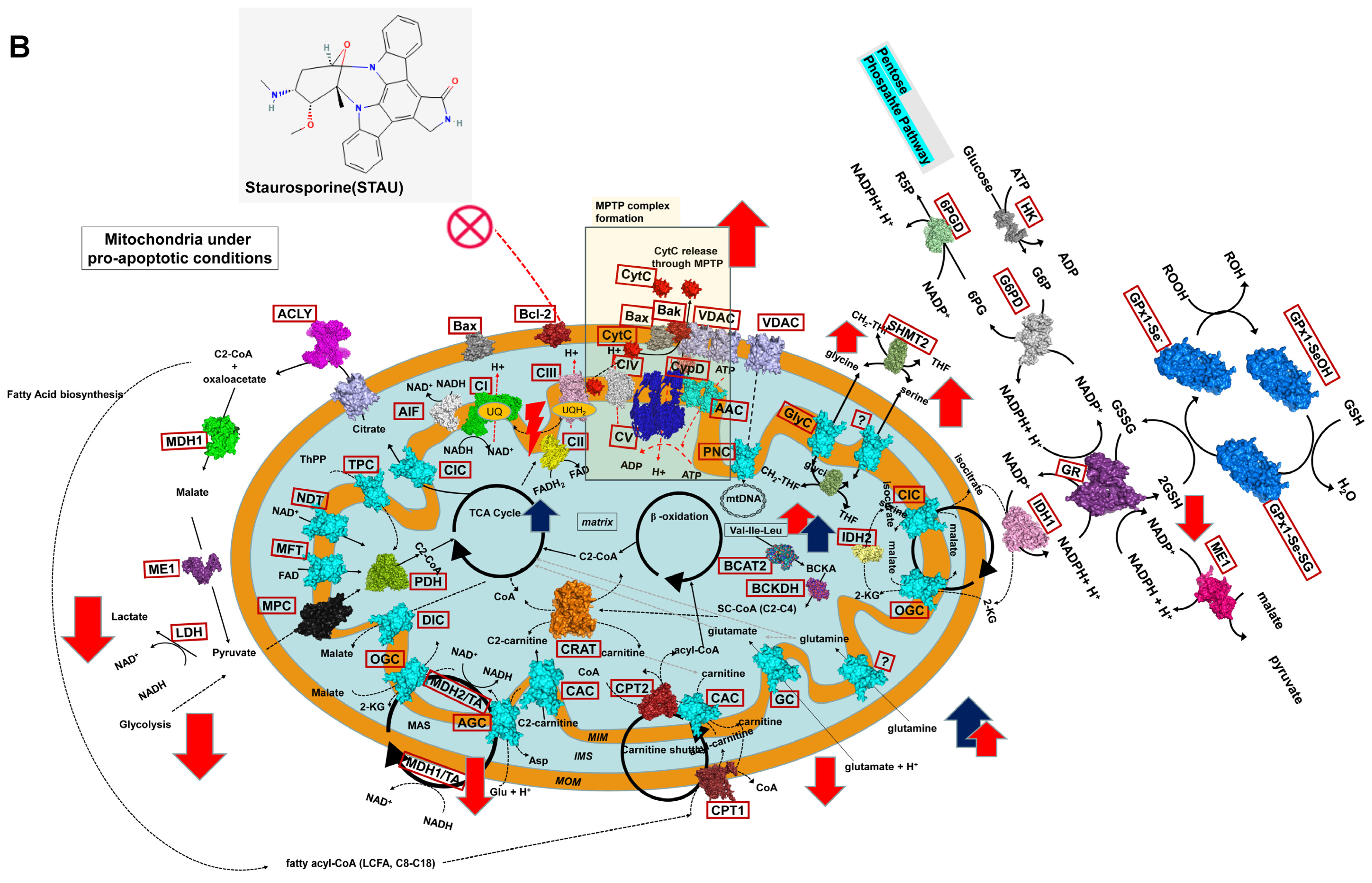 Cells 14 00367 g005b