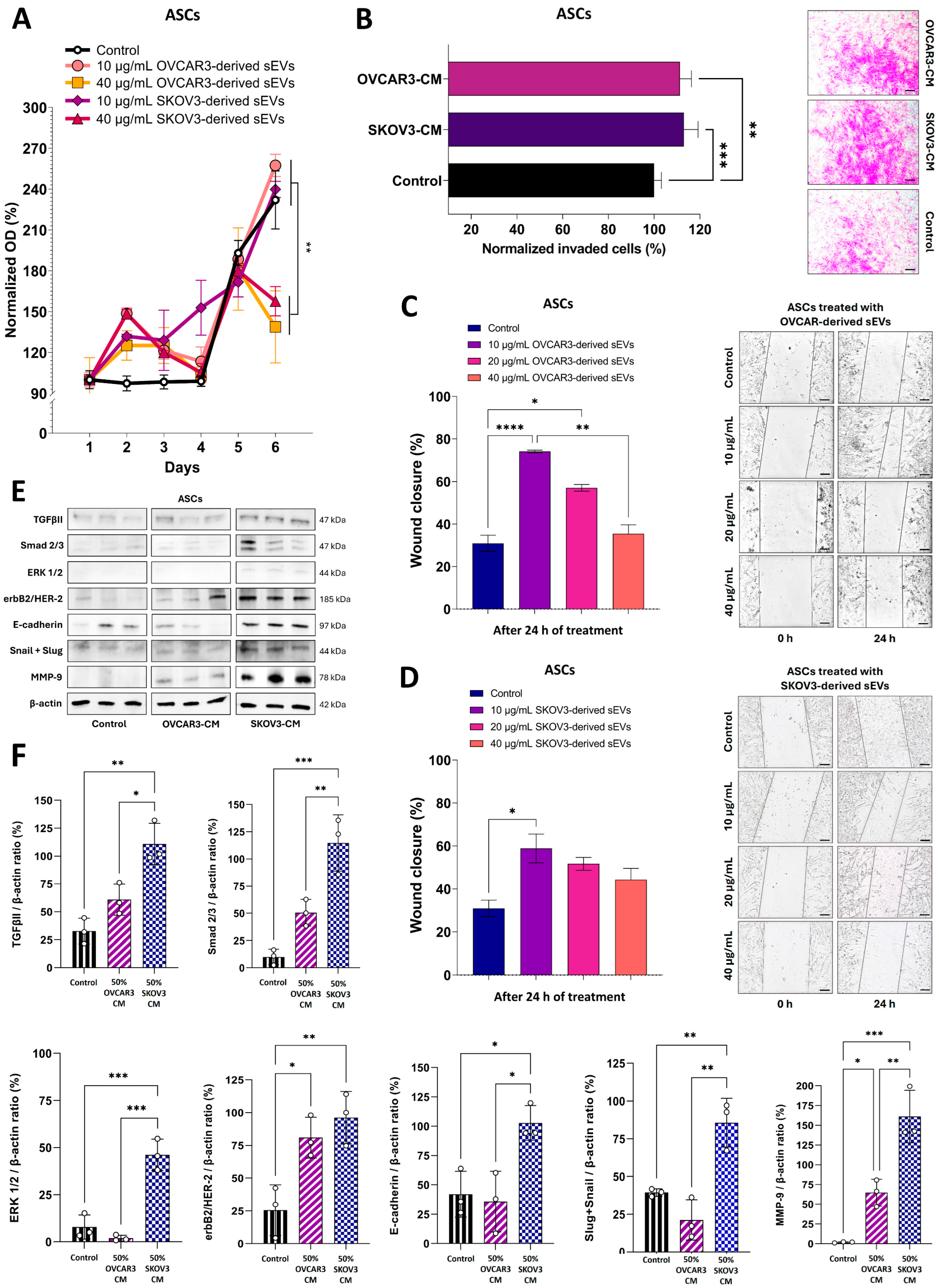 Cells 14 00374 g004