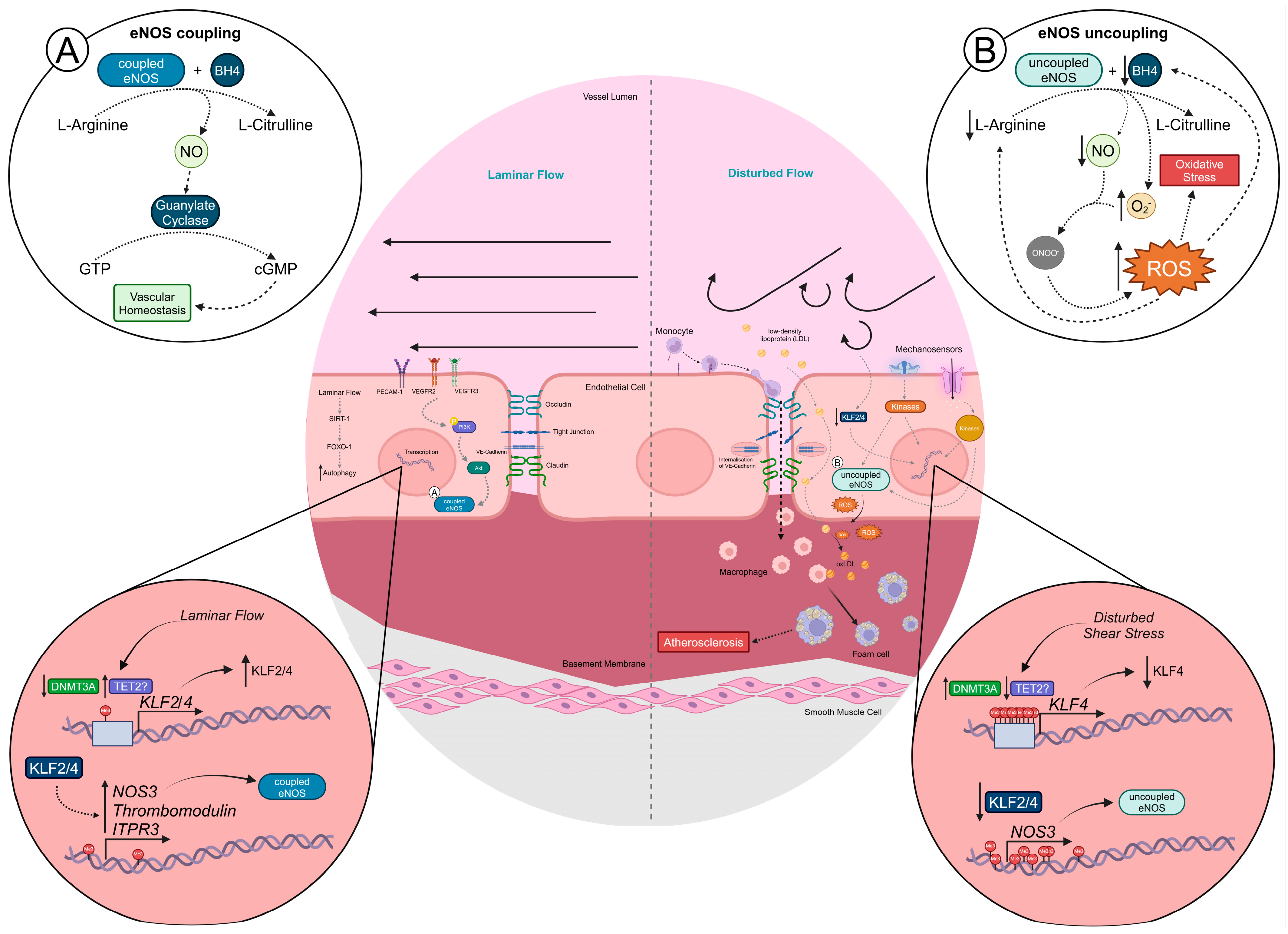Cells 14 00378 g001 Cells 14 00378 g001