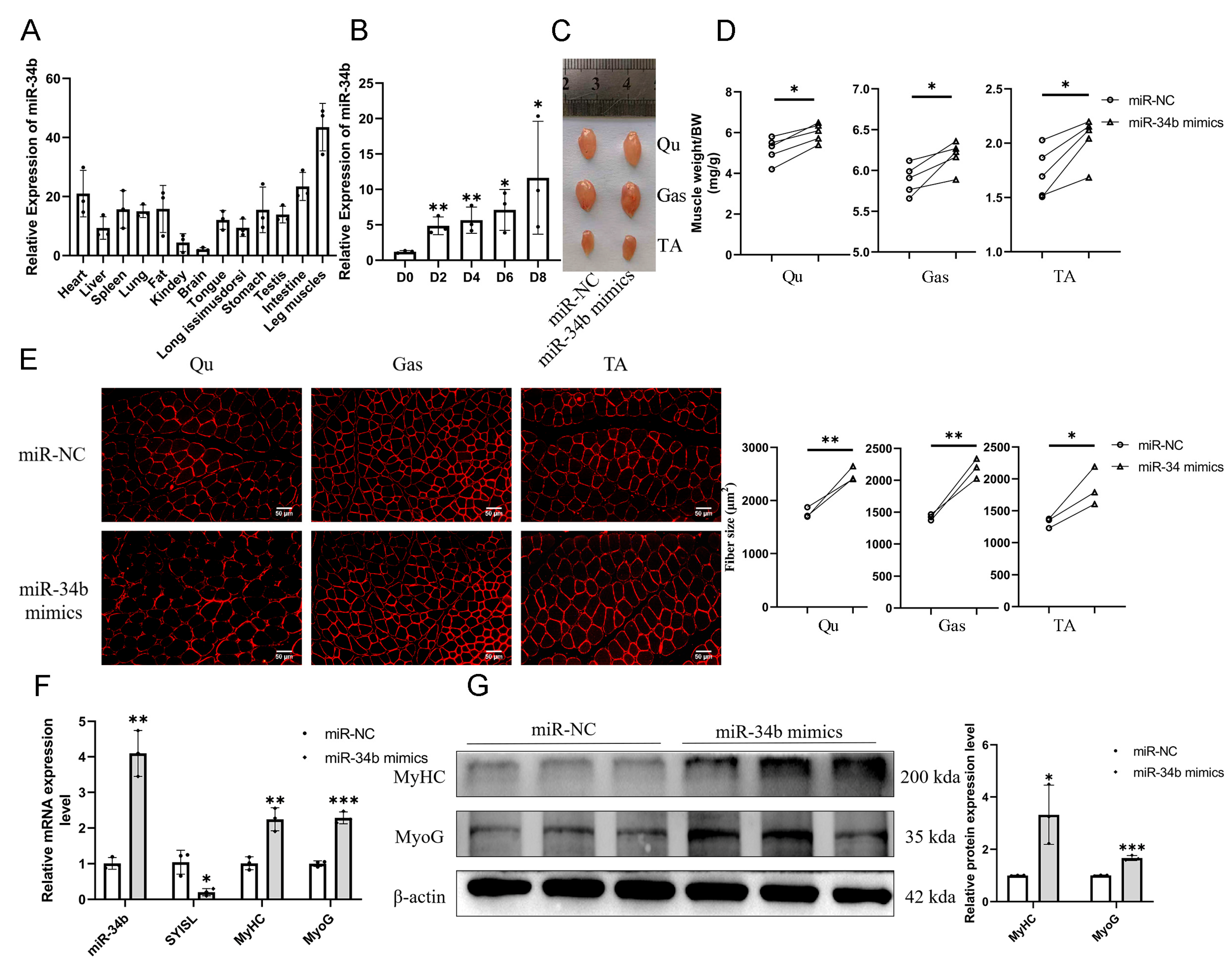 Cells 14 00379 g001