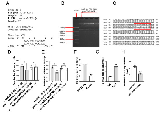 MiR-34b Regulates Muscle Growth and Development by Targeting SYISL