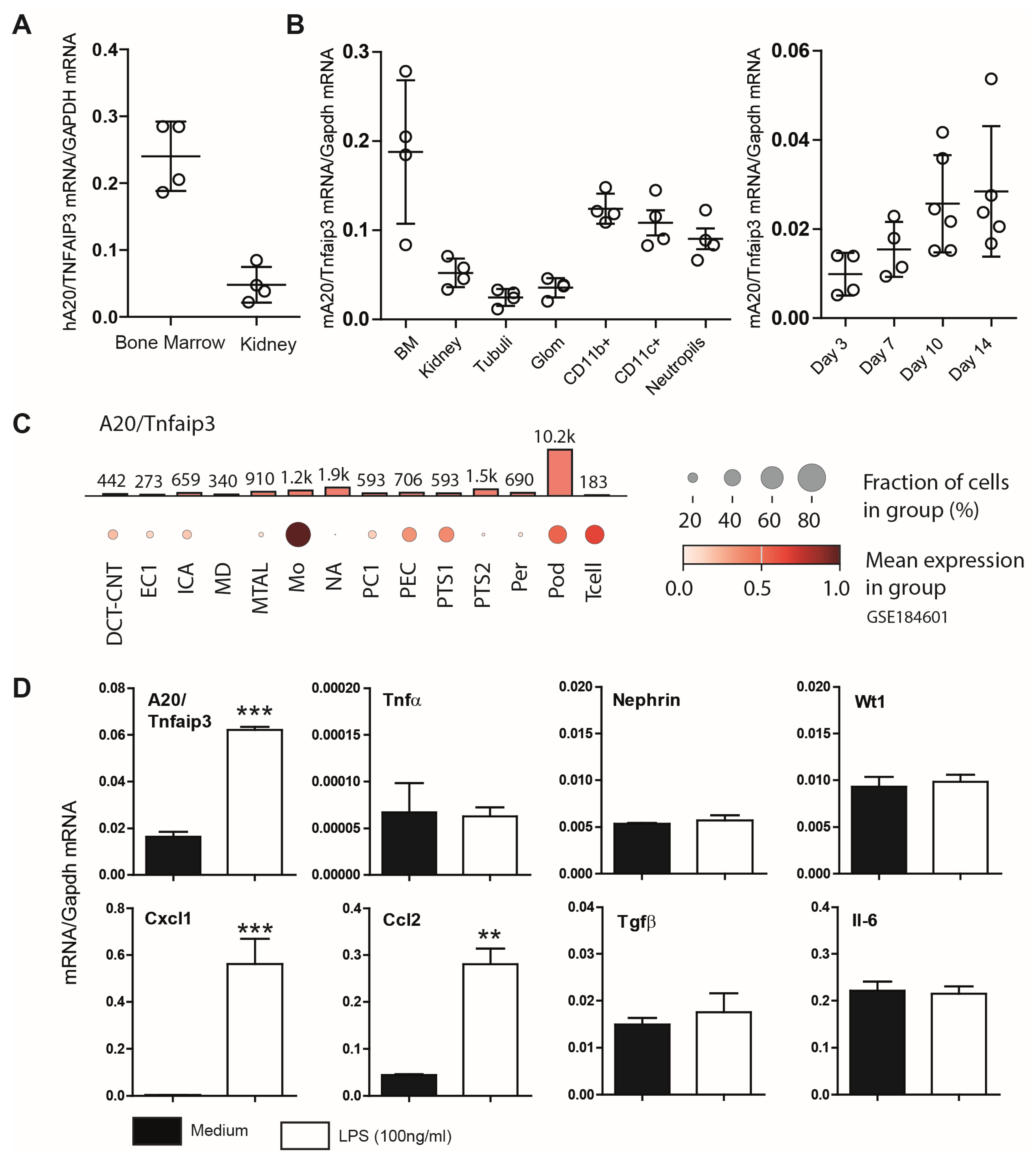 Cells 14 00381 g001 Cells 14 00381 g001