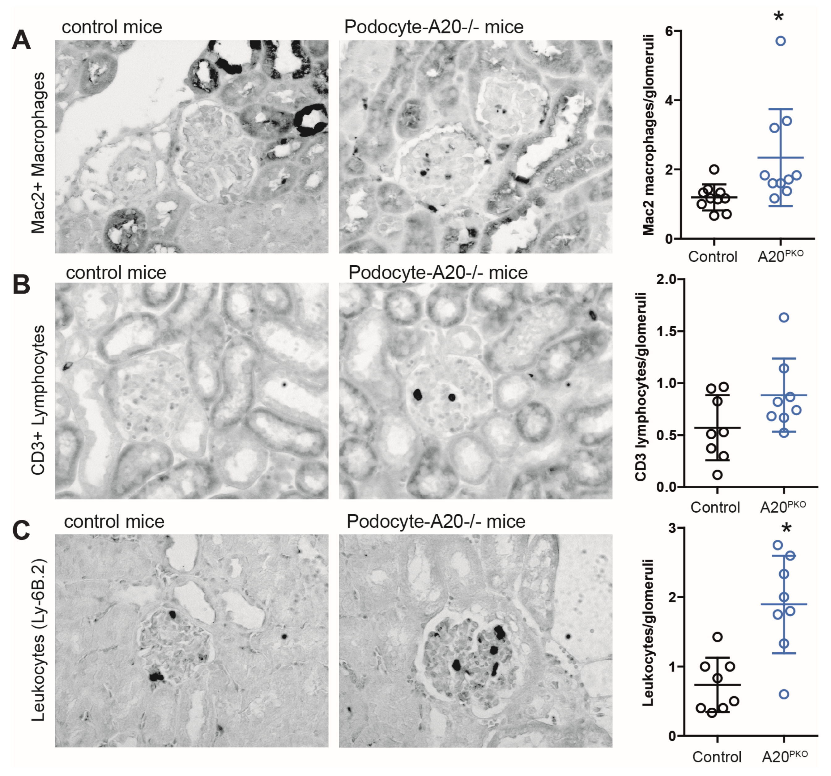 Cells 14 00381 g004 Cells 14 00381 g004