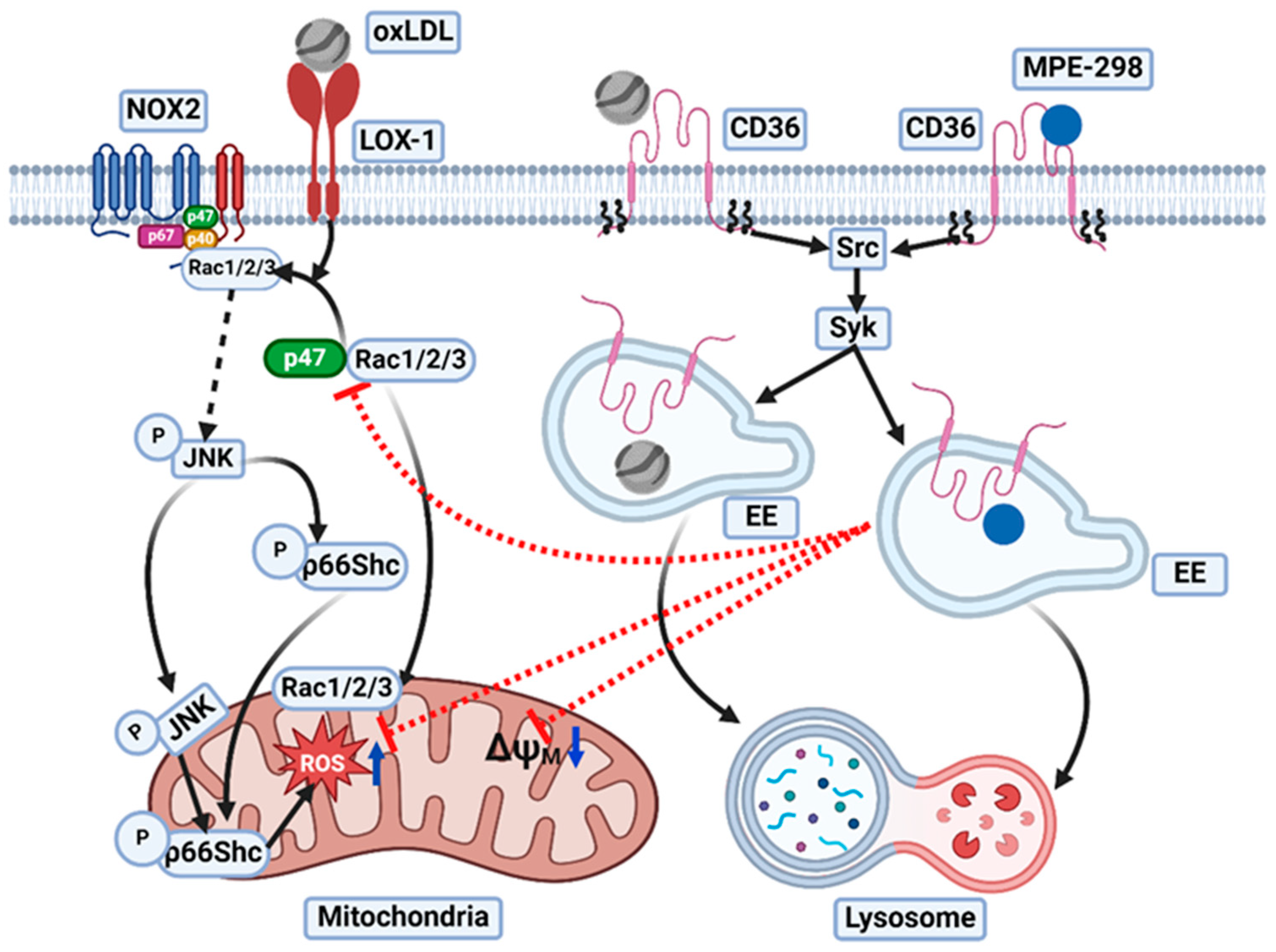 Selective Azapeptide CD36 Ligand MPE-298 Regulates oxLDL-LOX