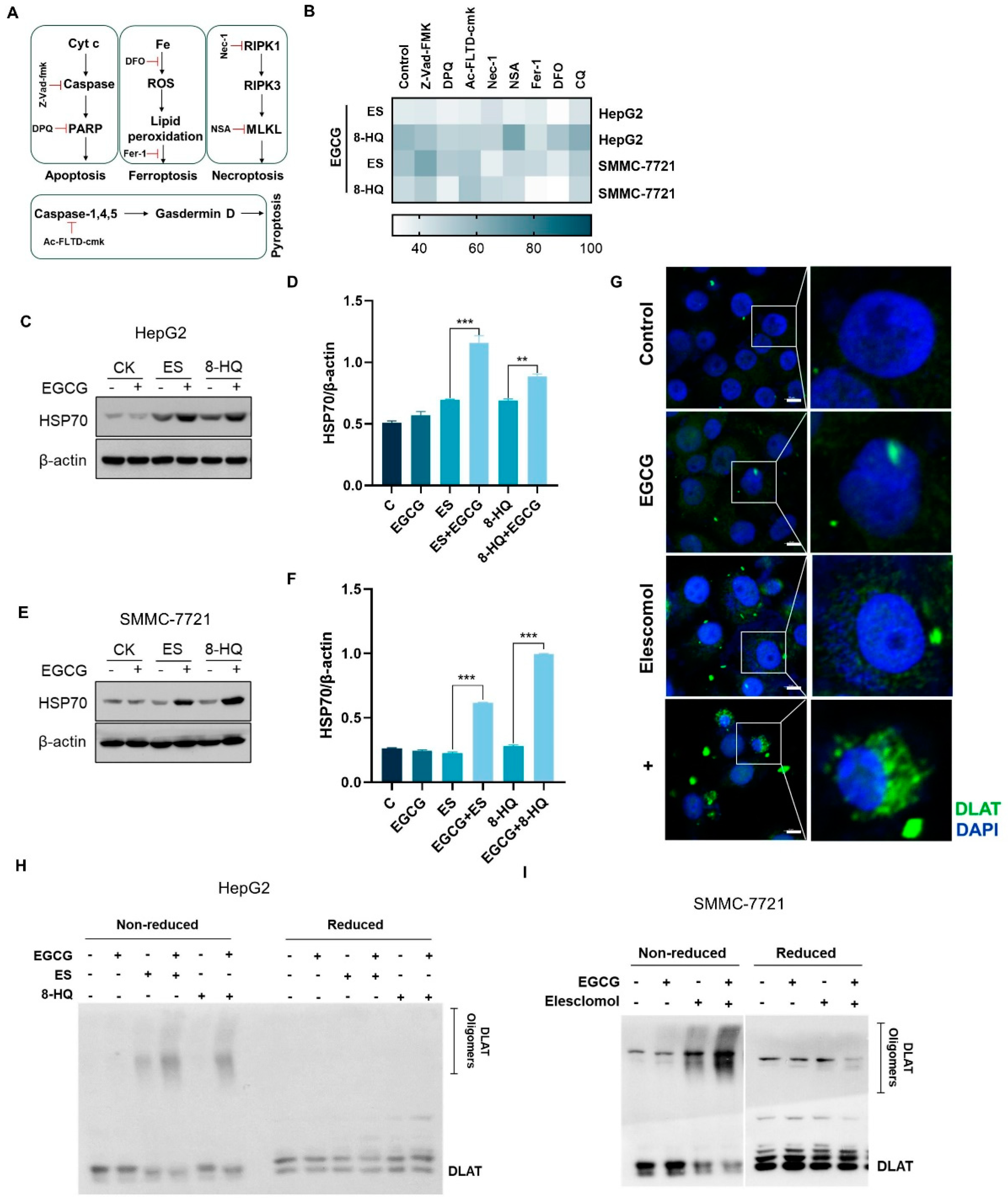 Cells 14 00391 g002 Cells 14 00391 g002
