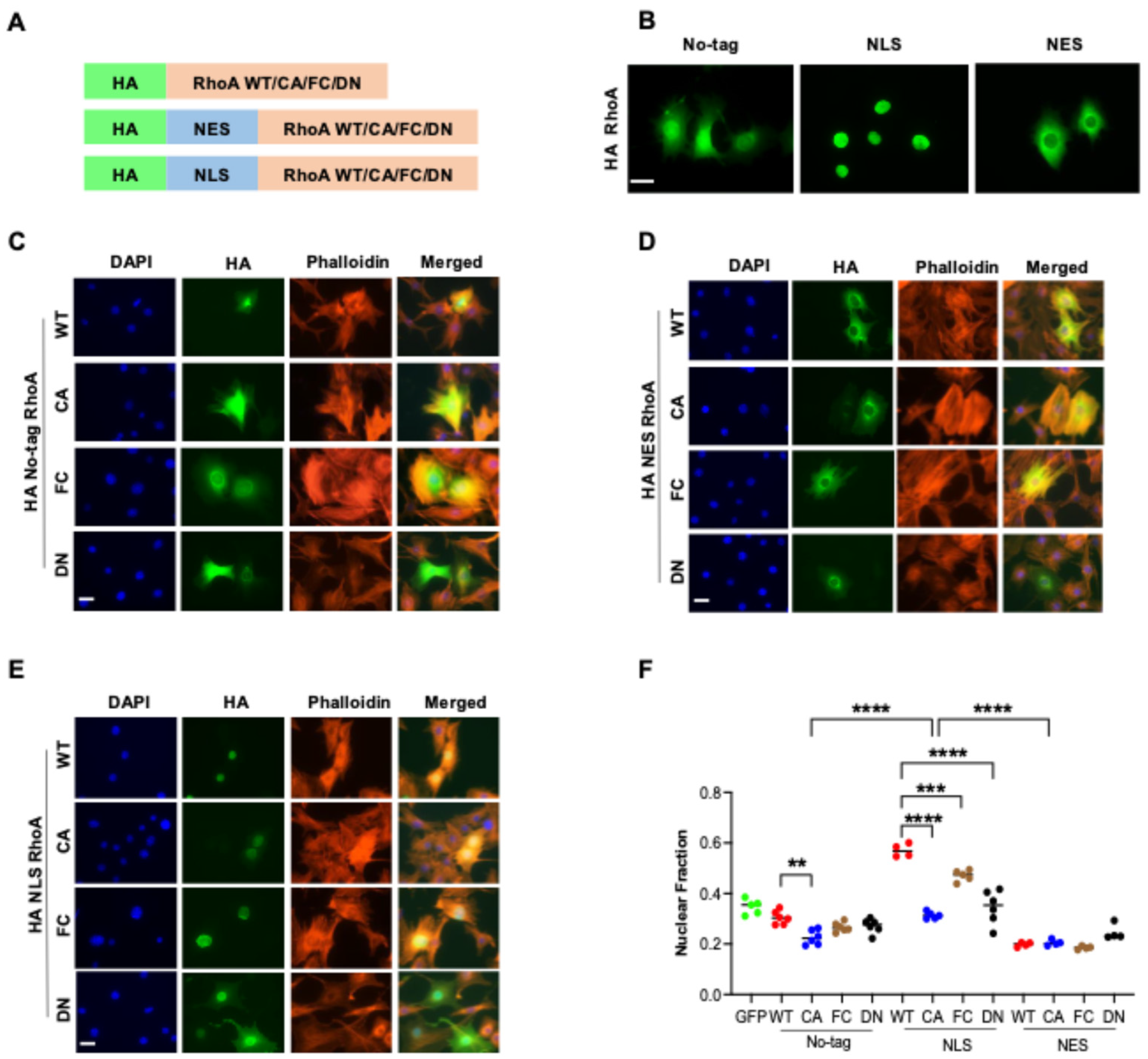 Cells 14 00404 g001 Cells 14 00404 g001