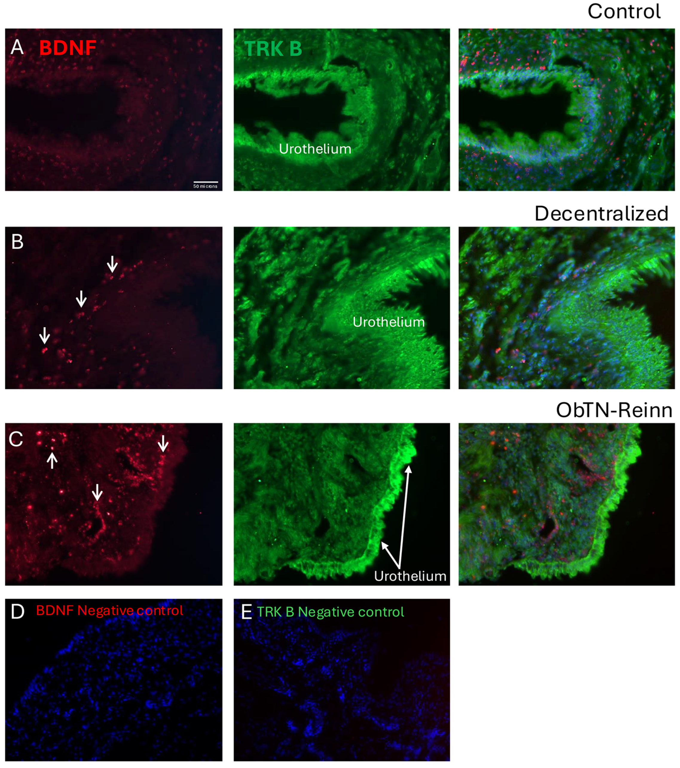 Cells 14 00406 g006 Cells 14 00406 g006